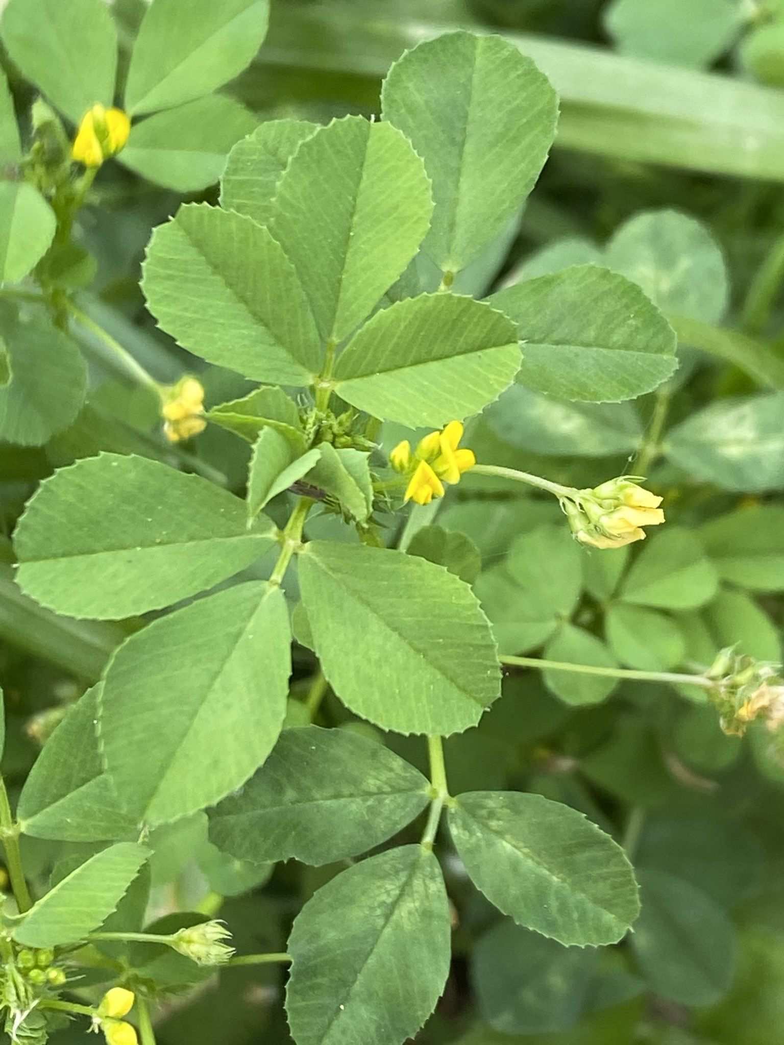 Medicago polymorpha