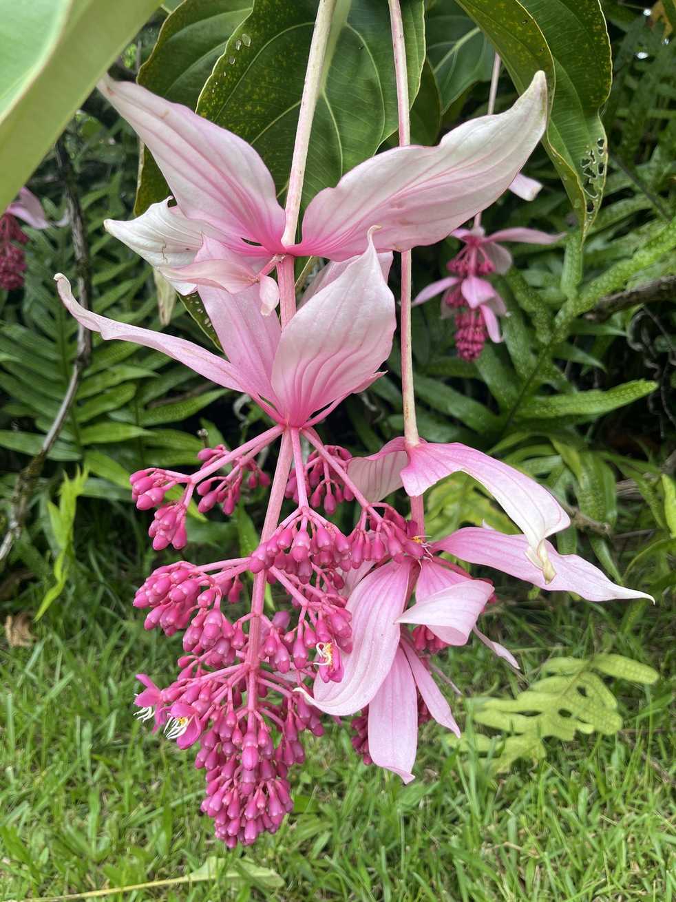 Medinilla magnifica