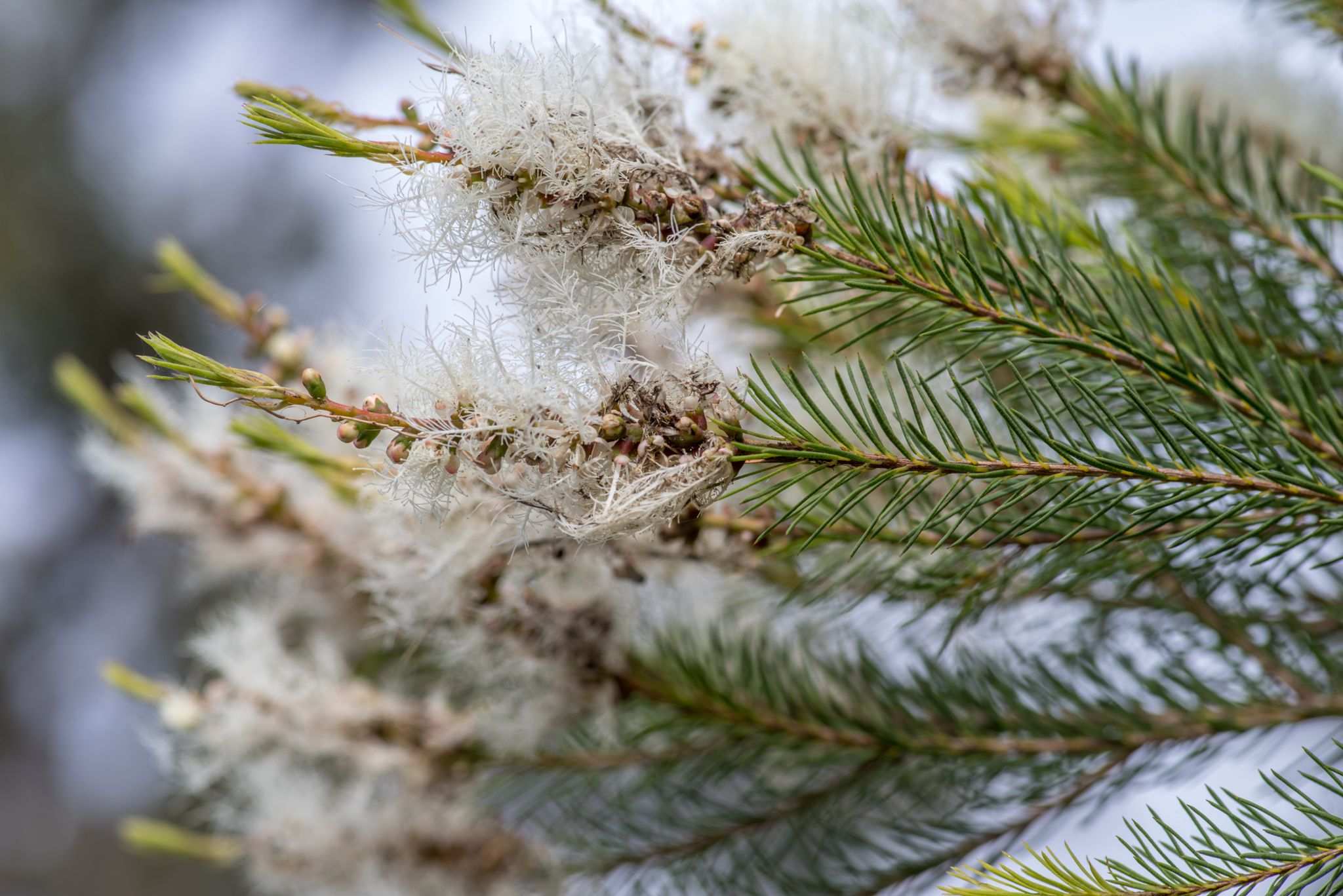Melaleuca alternifolia