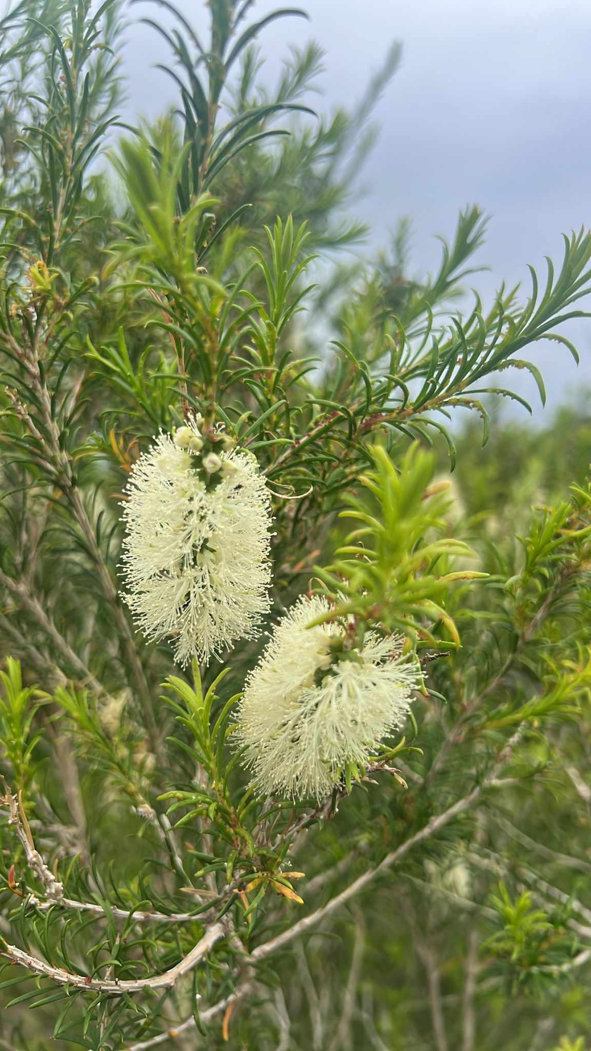 Melaleuca armillaris