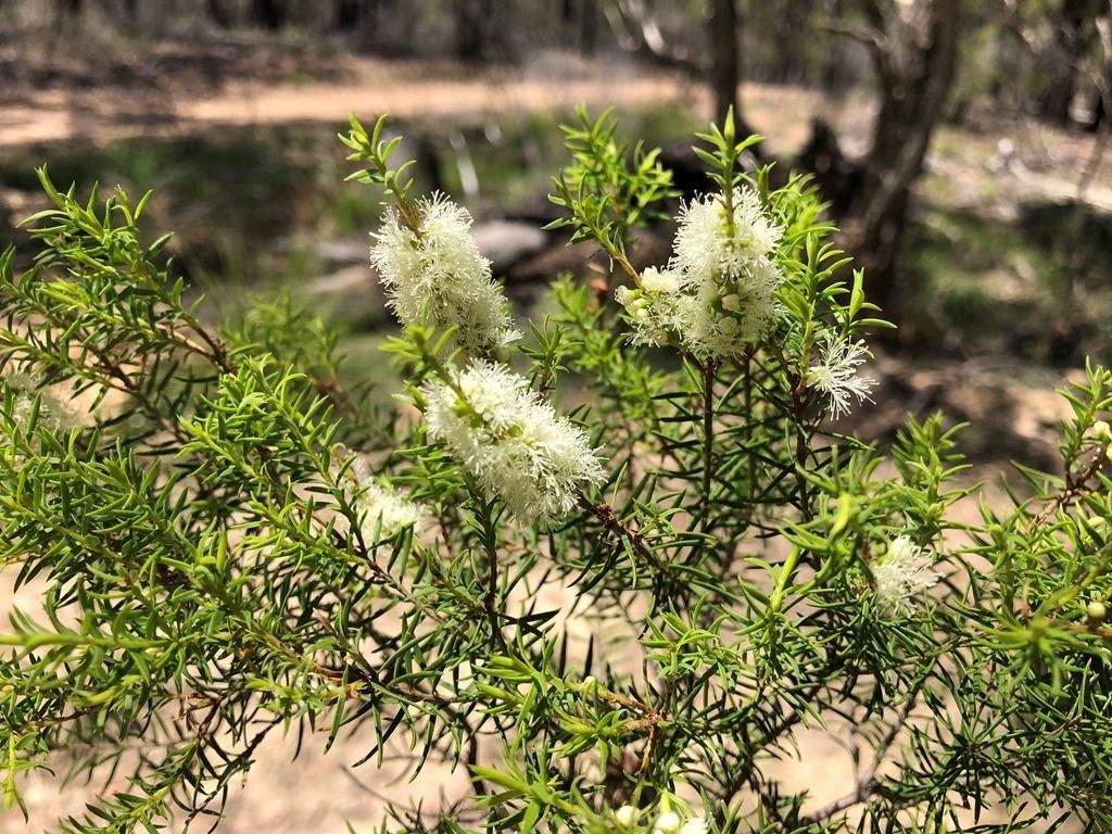 Melaleuca decora