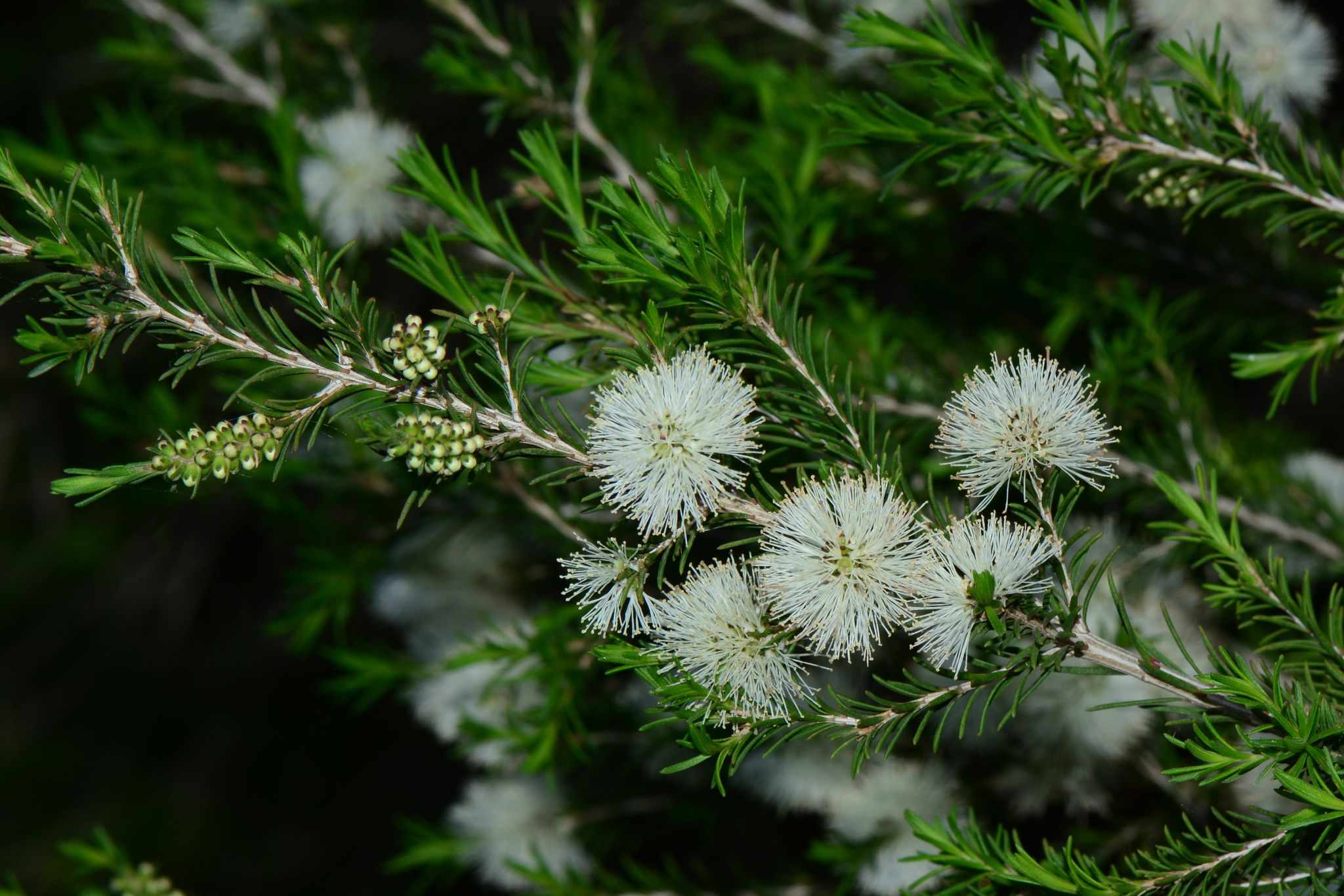 Melaleuca ericifolia