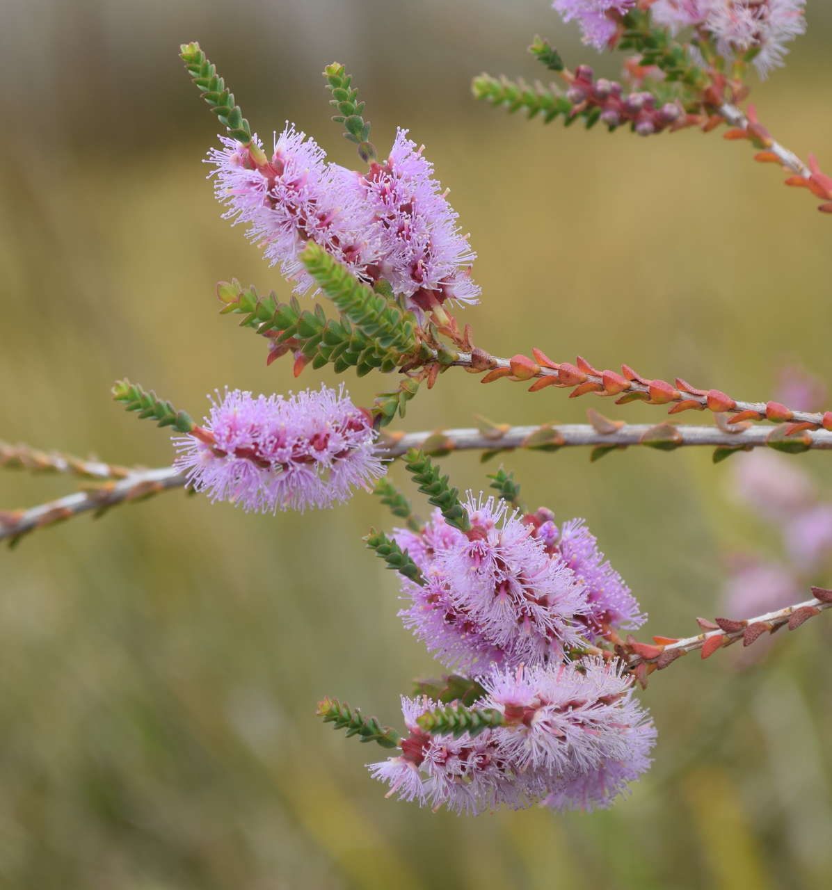 Melaleuca gibbosa