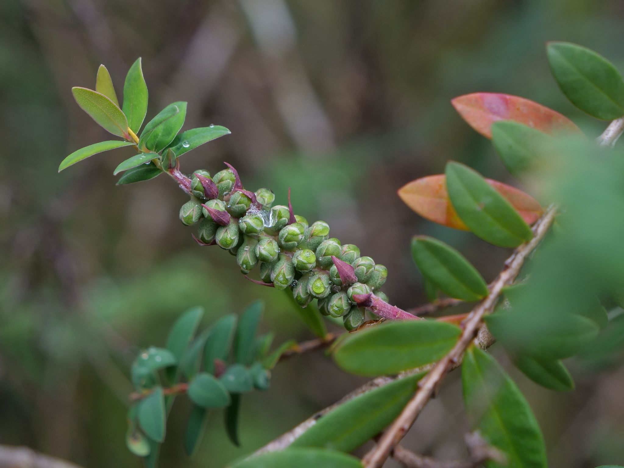 Melaleuca hypericifolia