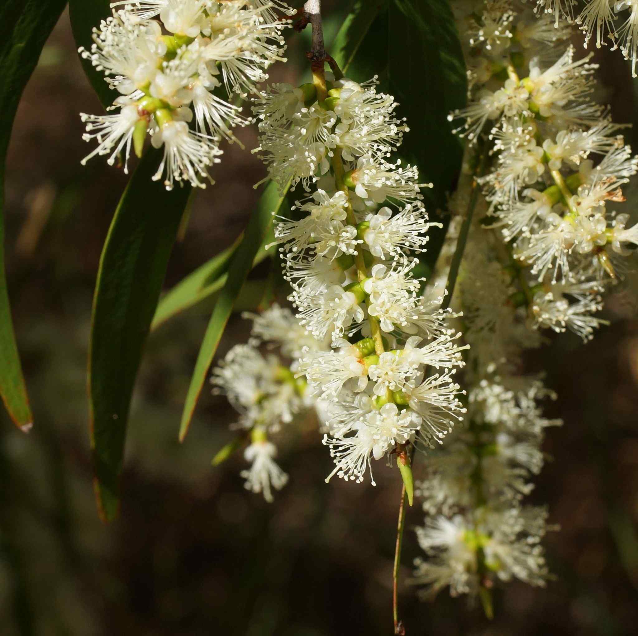 Melaleuca leucadendra