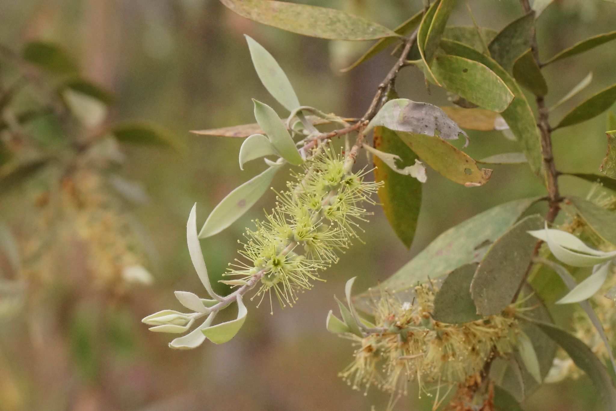 Melaleuca nervosa