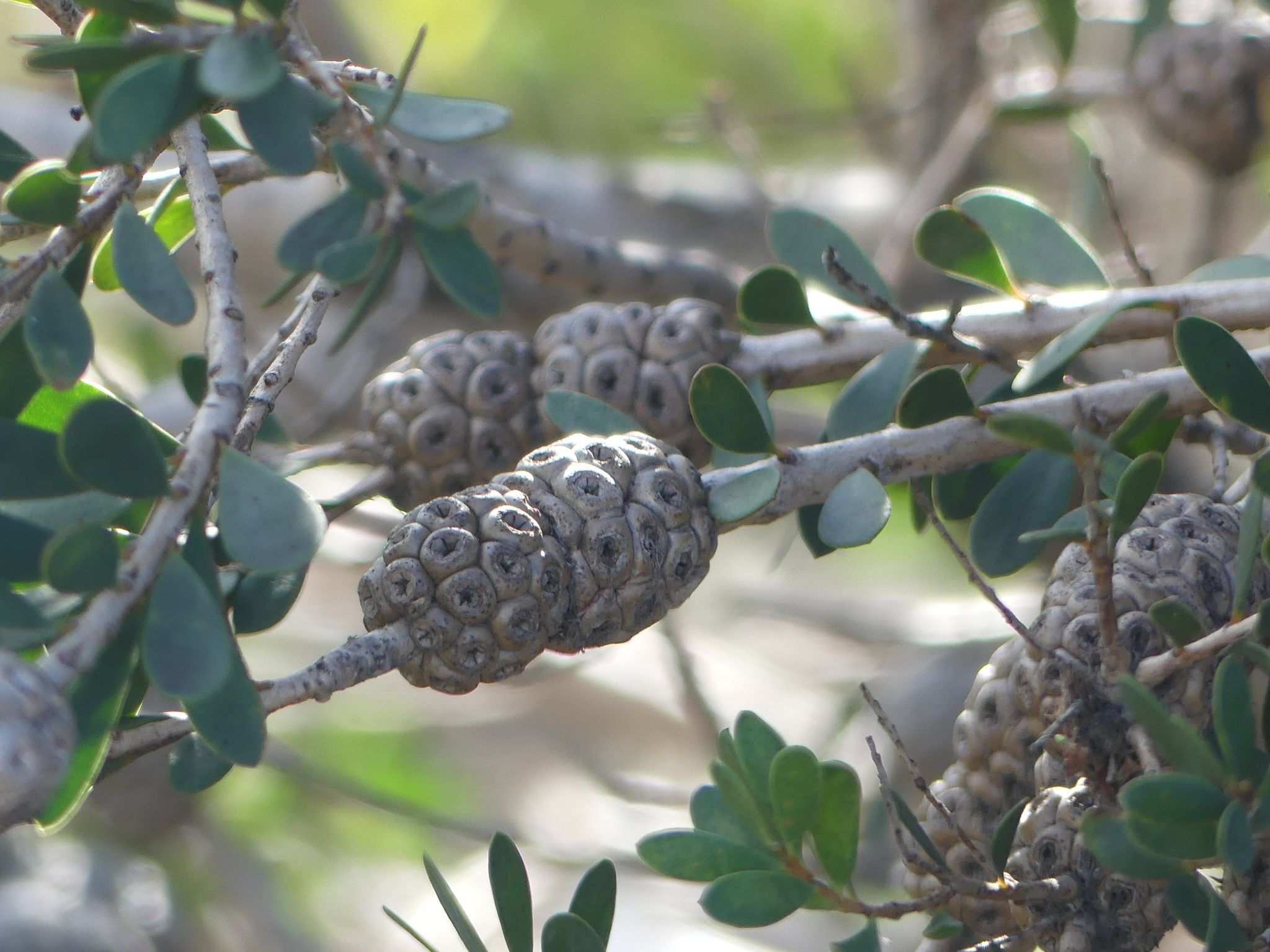 Melaleuca nesophila