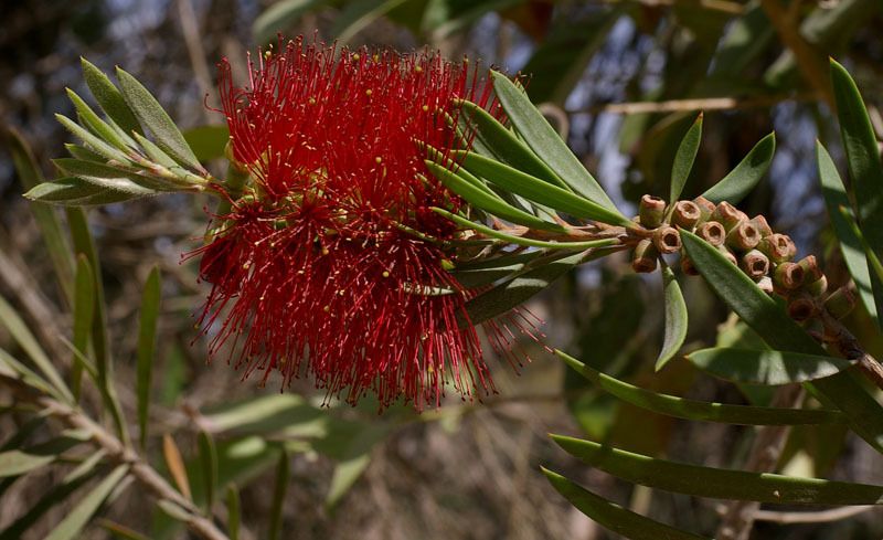 Melaleuca pachyphylla
