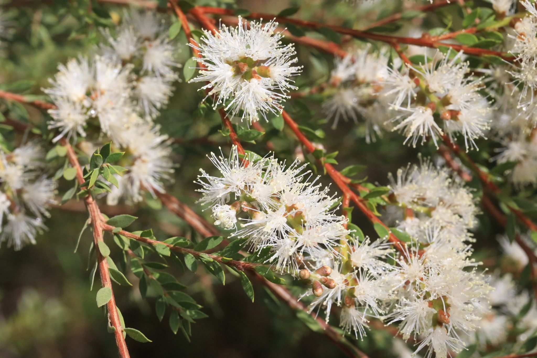 Melaleuca sieberi