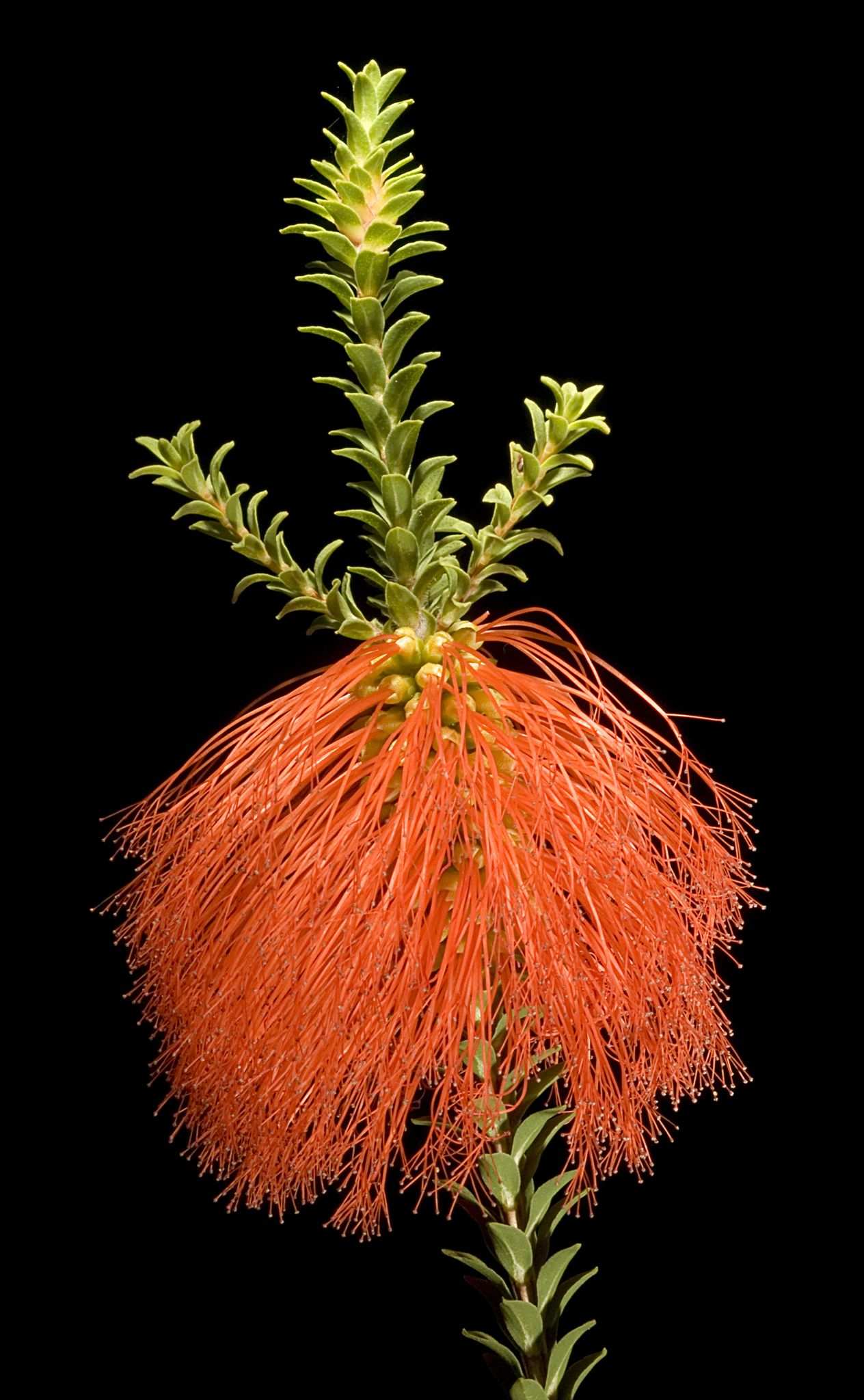 Melaleuca sp.