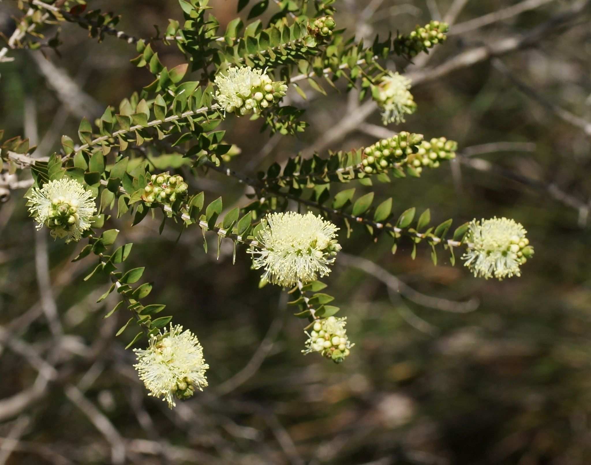 Melaleuca squarrosa