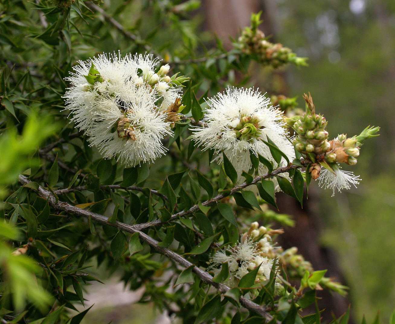 Melaleuca styphelioides