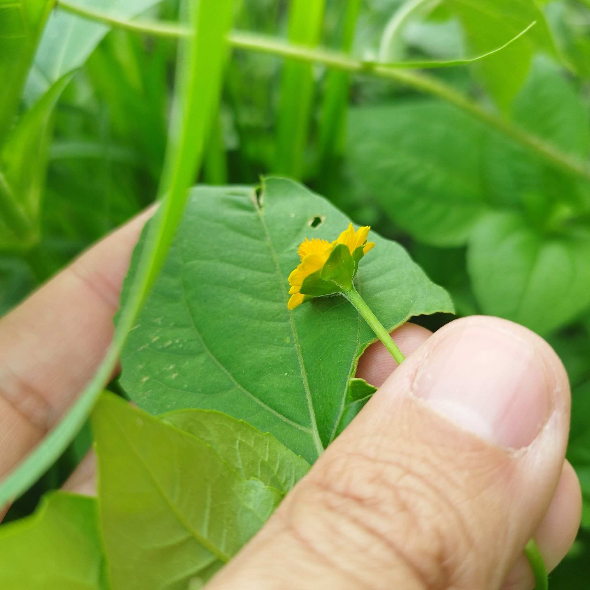 Melampodium divaricatum