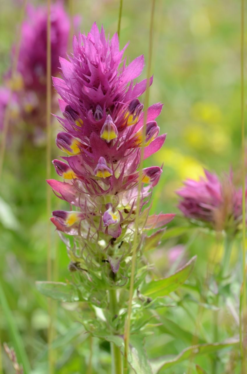 Melampyrum arvense