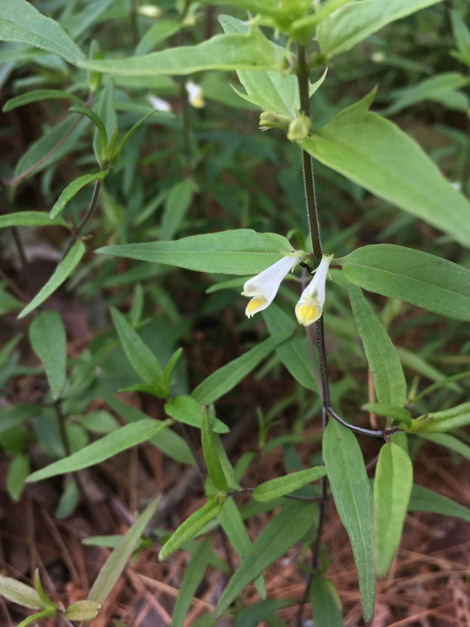 Melampyrum lineare