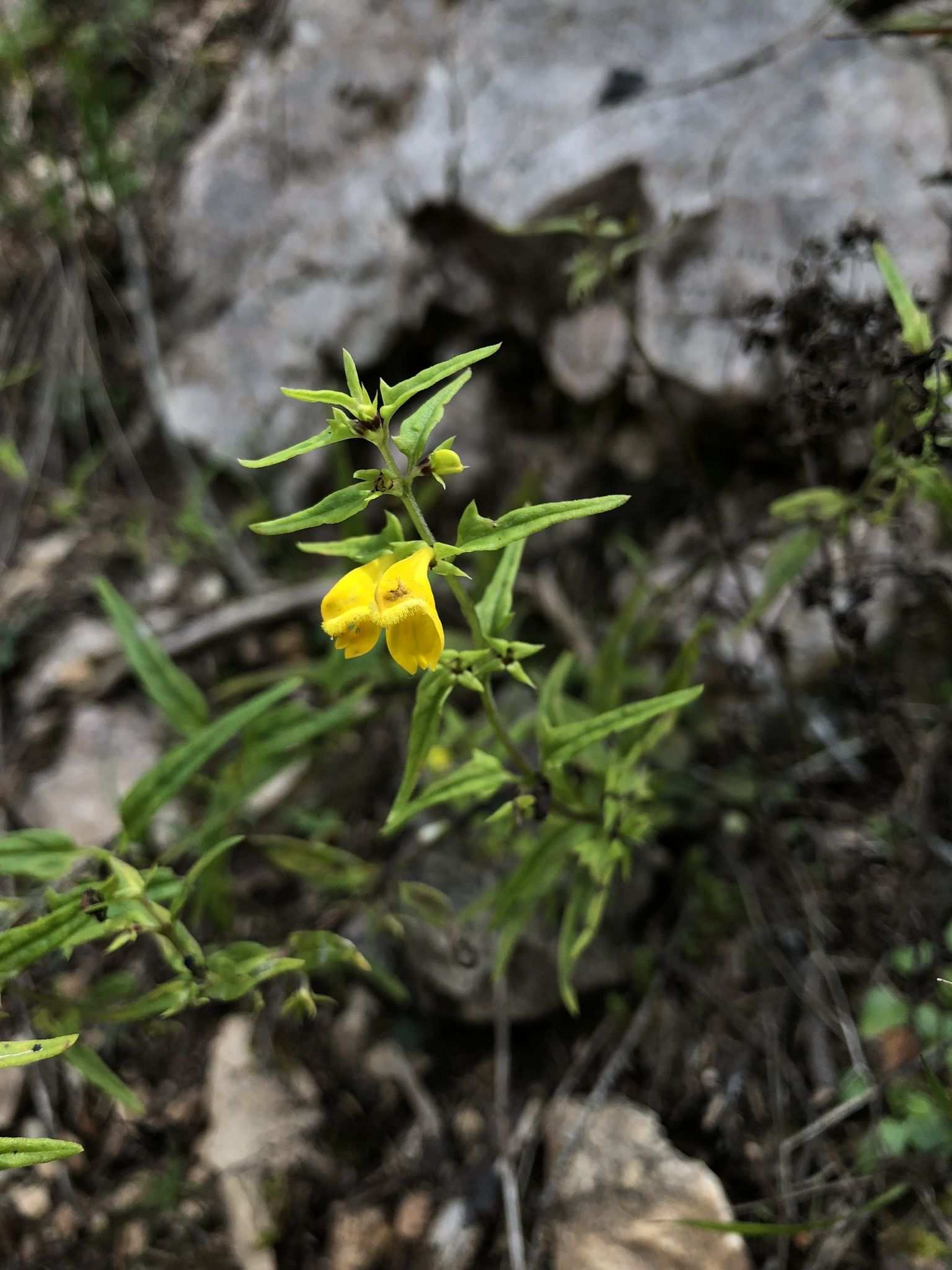 Melampyrum sylvaticum