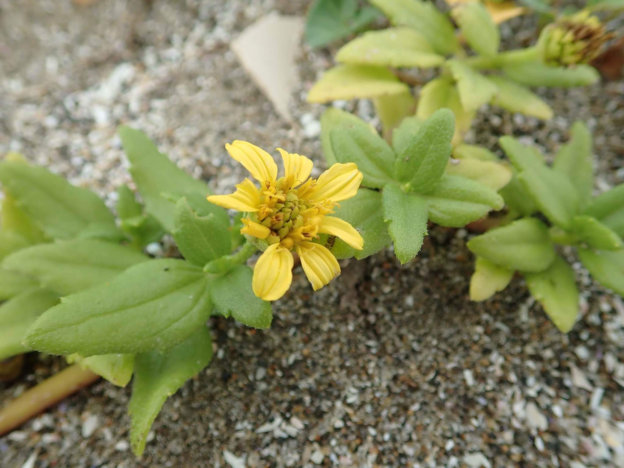 Melanthera prostrata