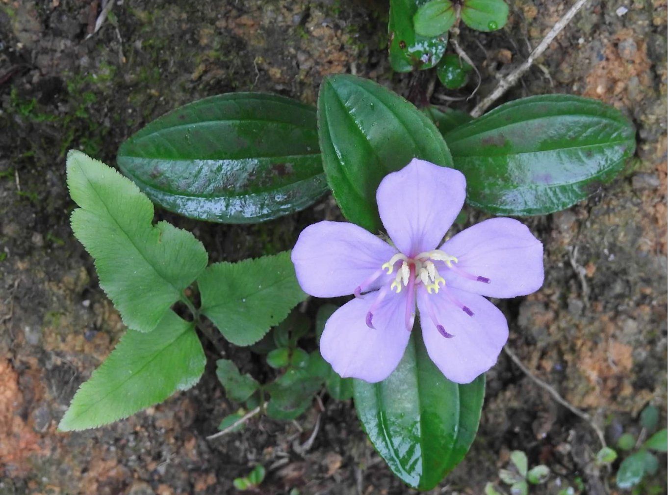 Melastoma dodecandrum