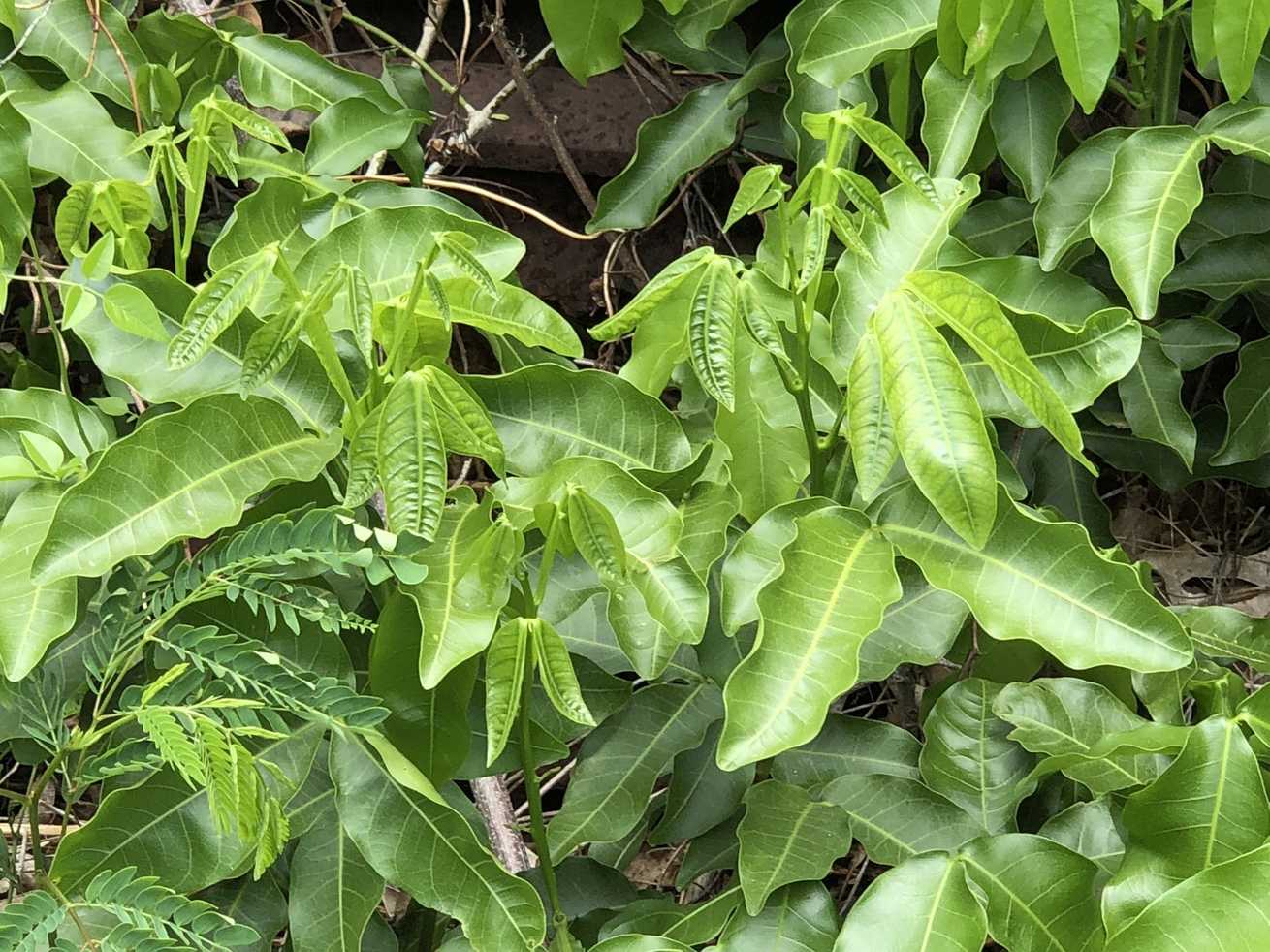 Melicoccus bijugatus