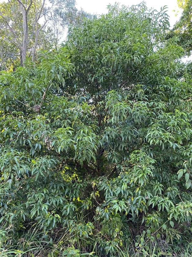 Melicope pteleifolia