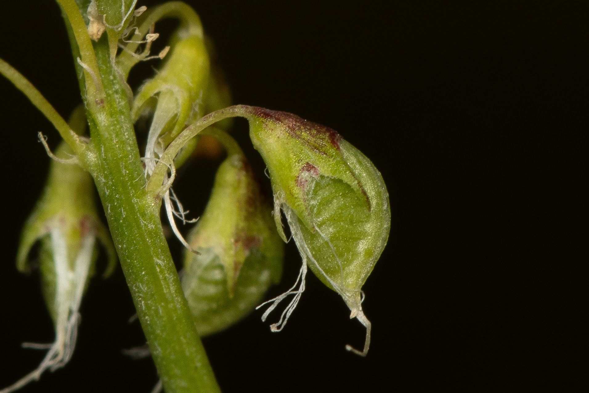 Melilotus elegans