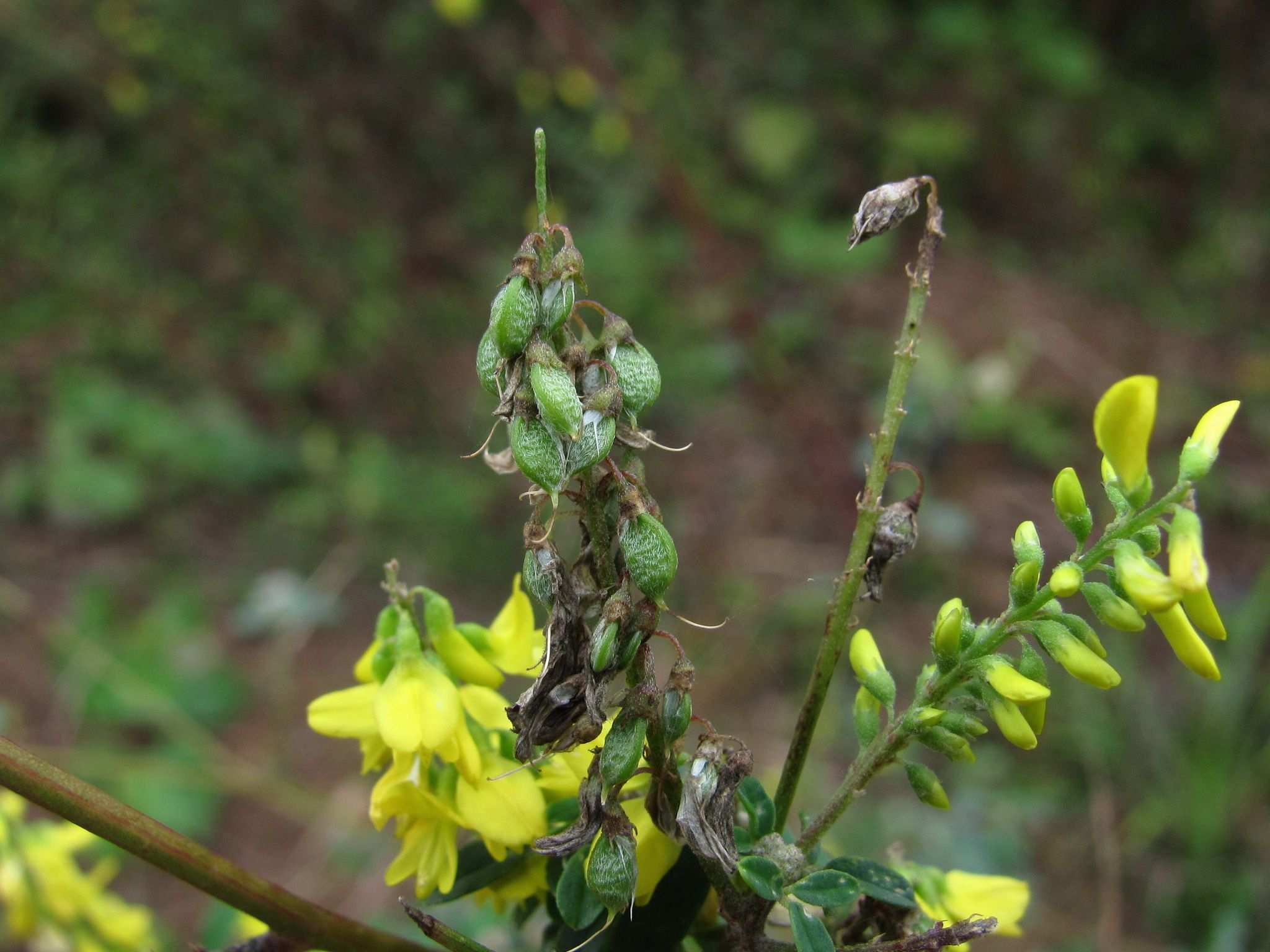 Melilotus hirsutus