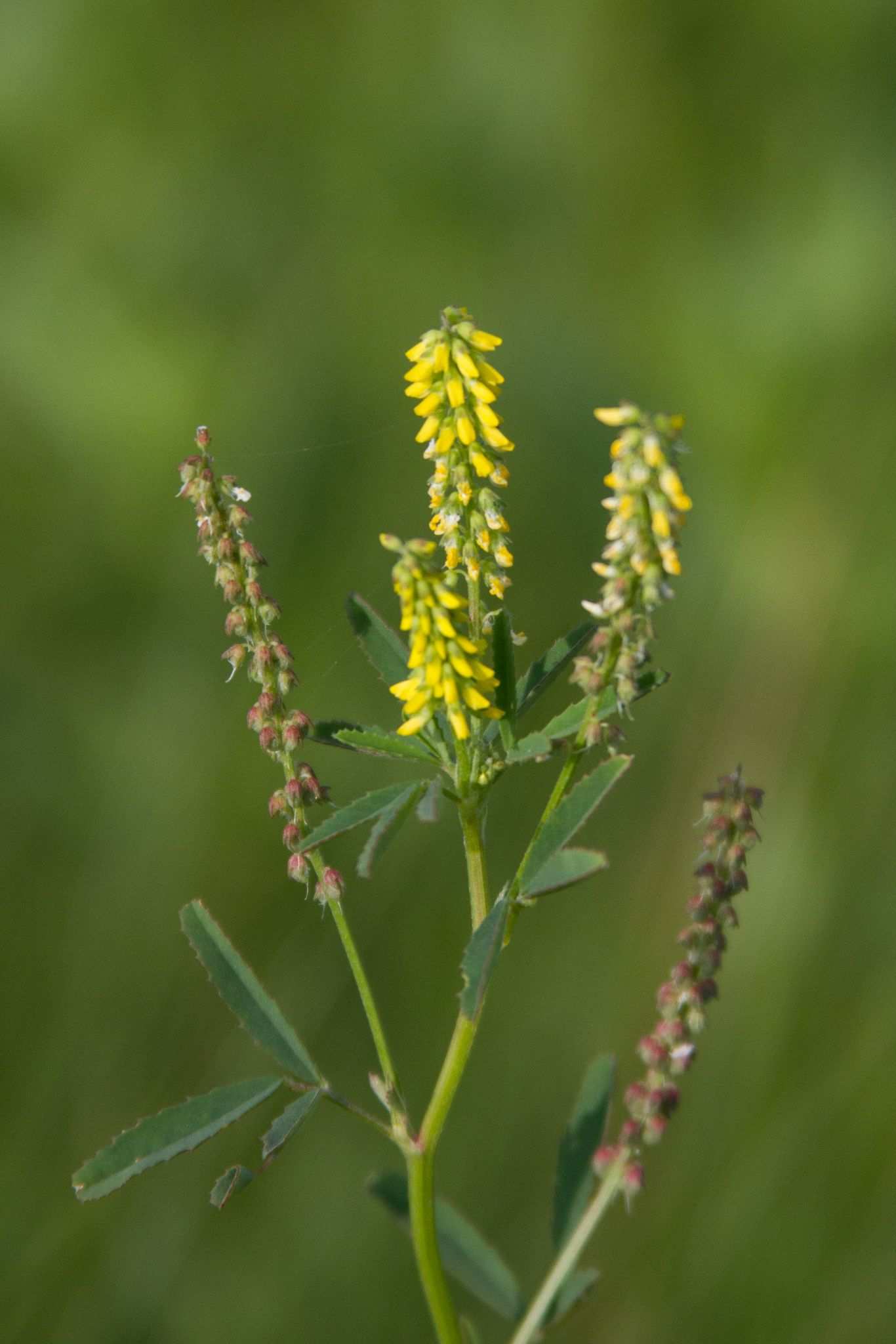 Melilotus indicus