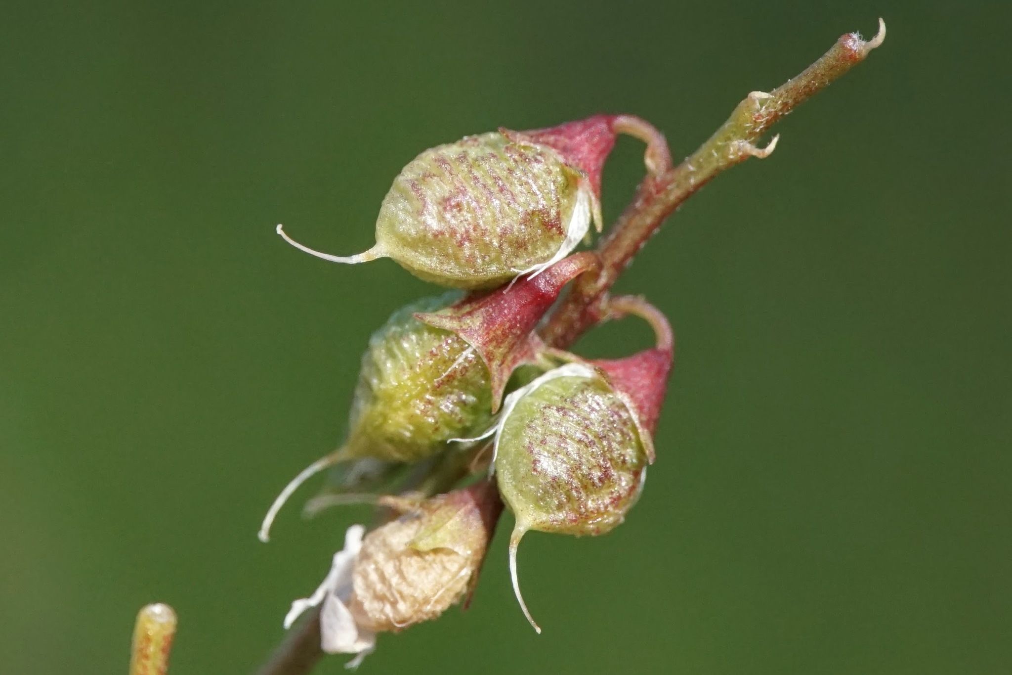 Melilotus officinalis