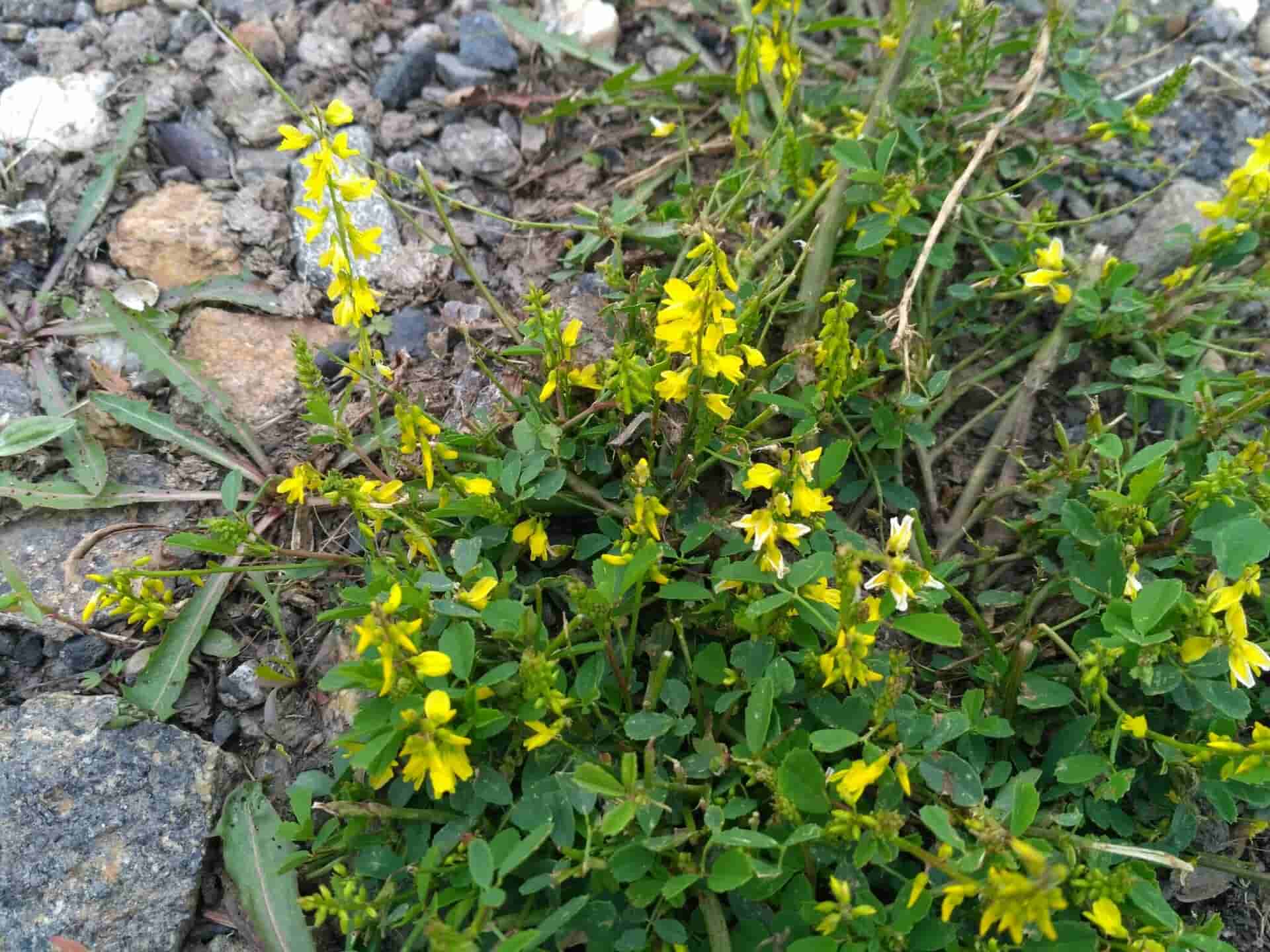 Melilotus officinalis subsp. suaveolens