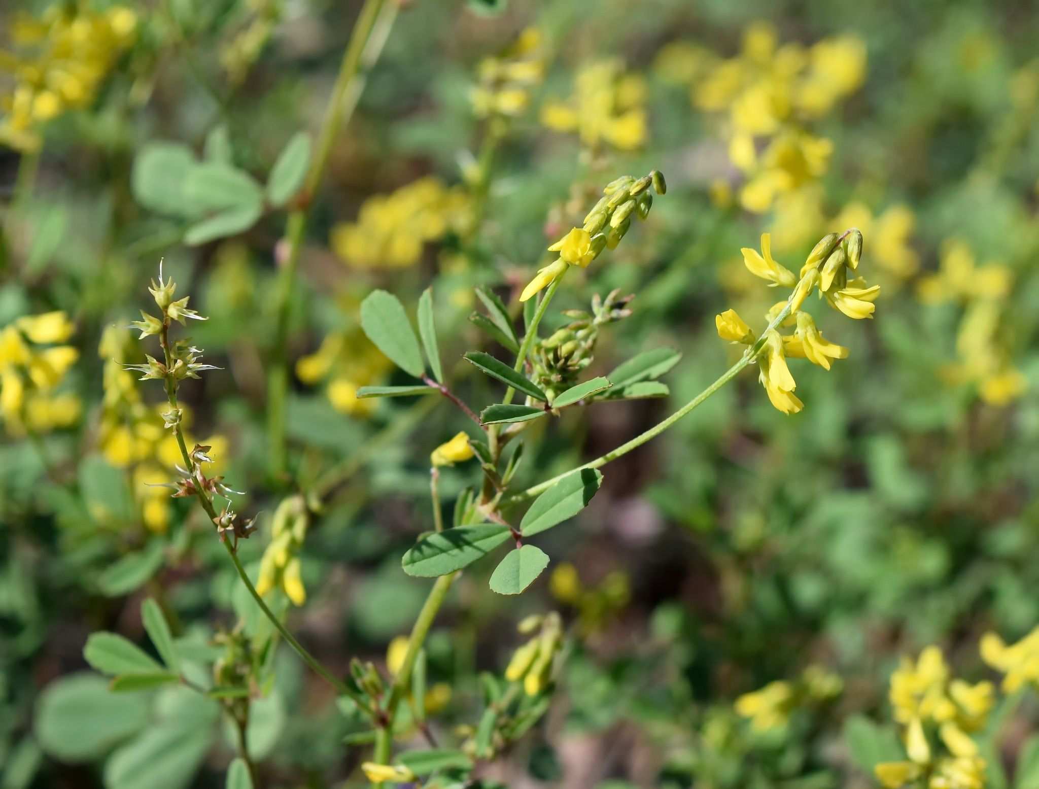 Melilotus sp.