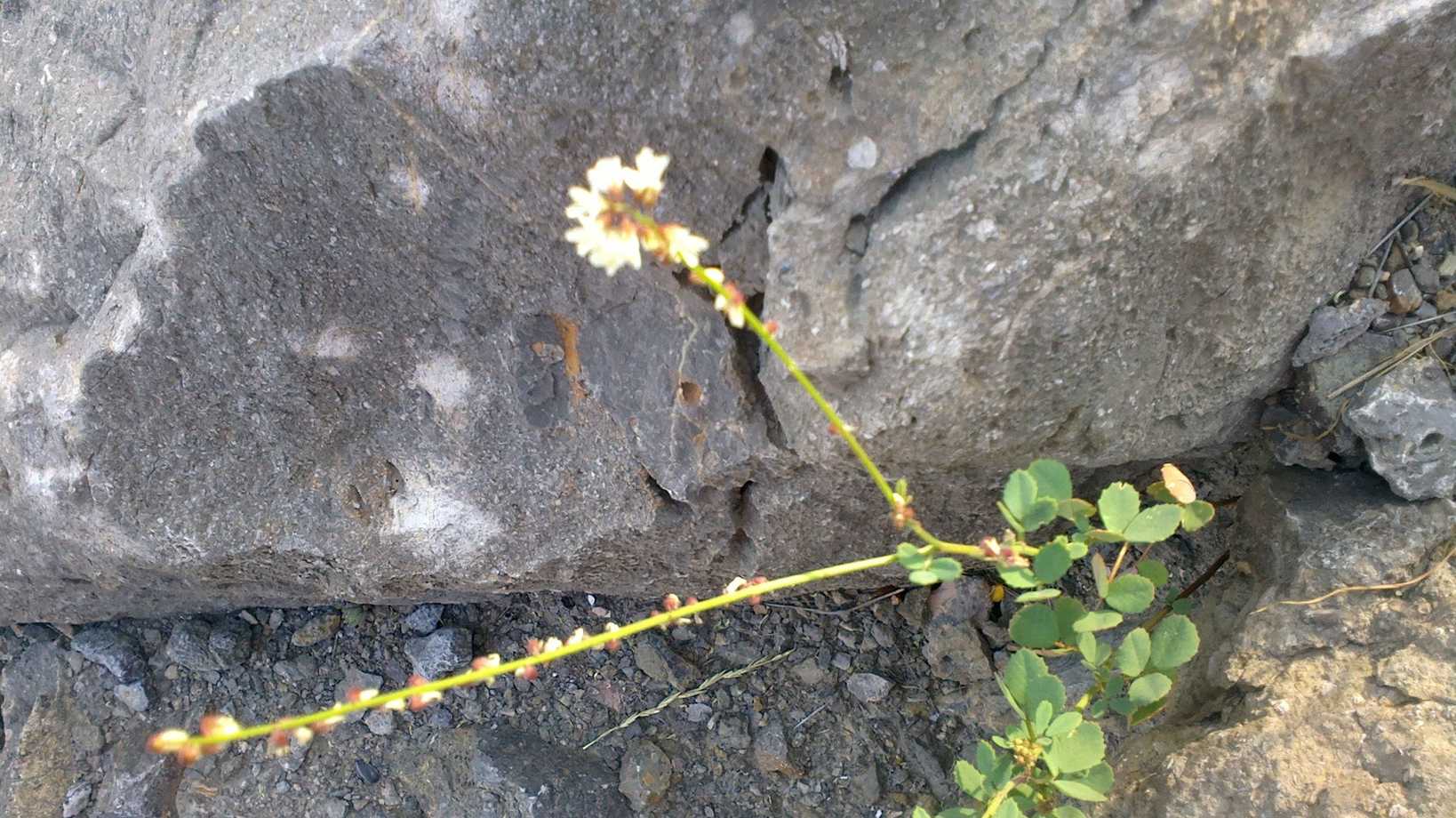 Melilotus tauricus