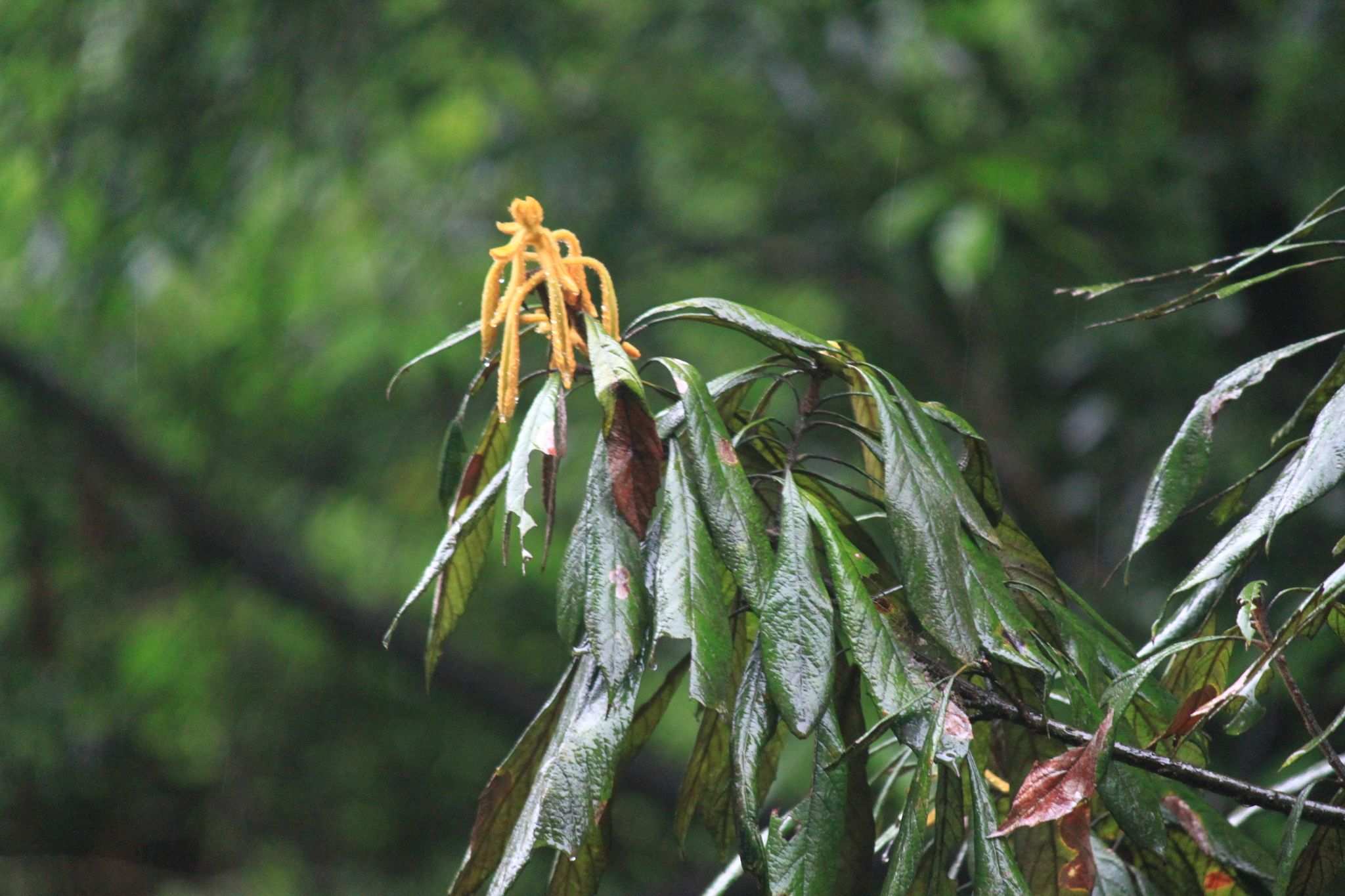 Meliosma rigida