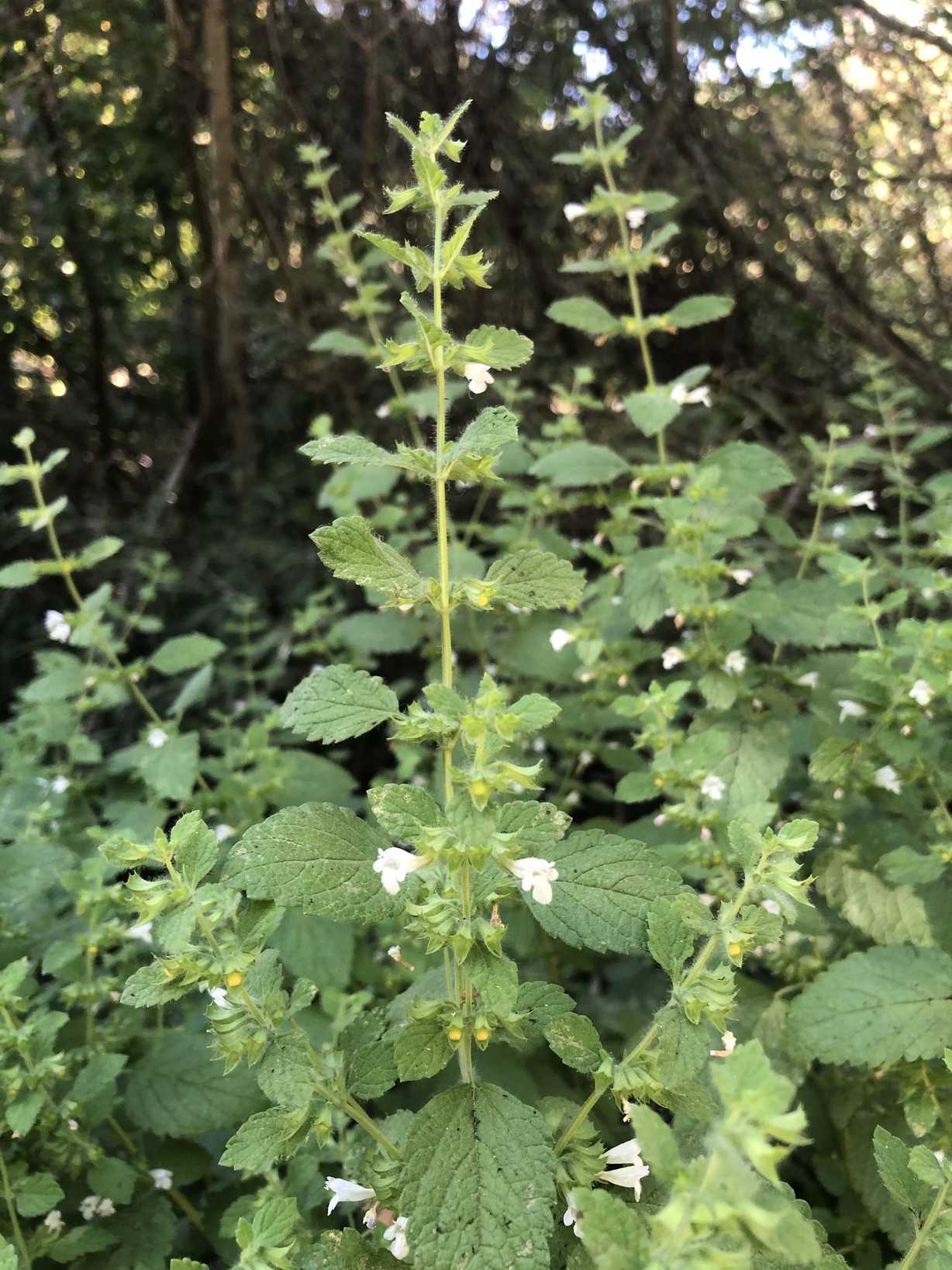 Melissa officinalis