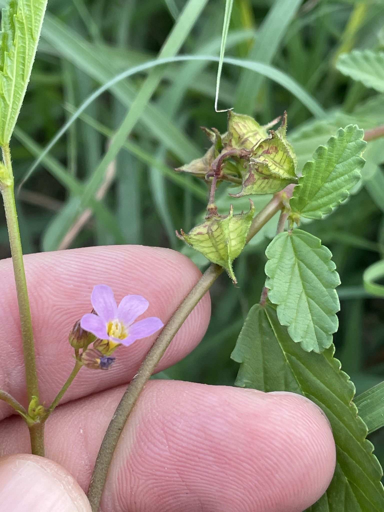 Melochia pyramidata