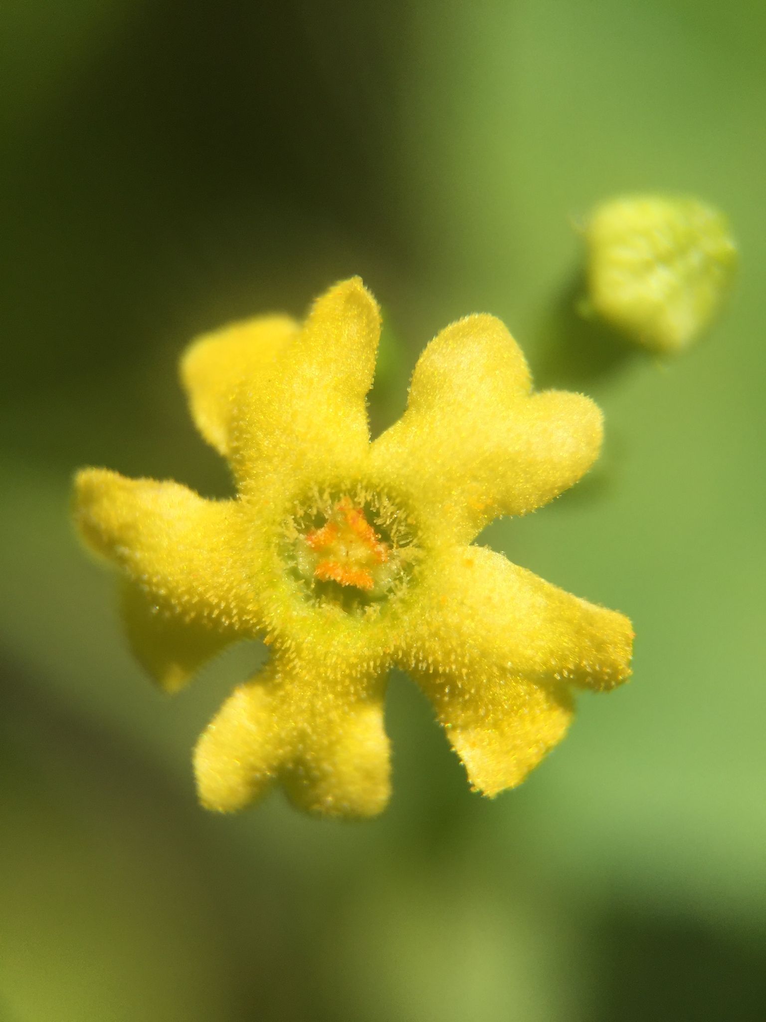 Melothria pendula