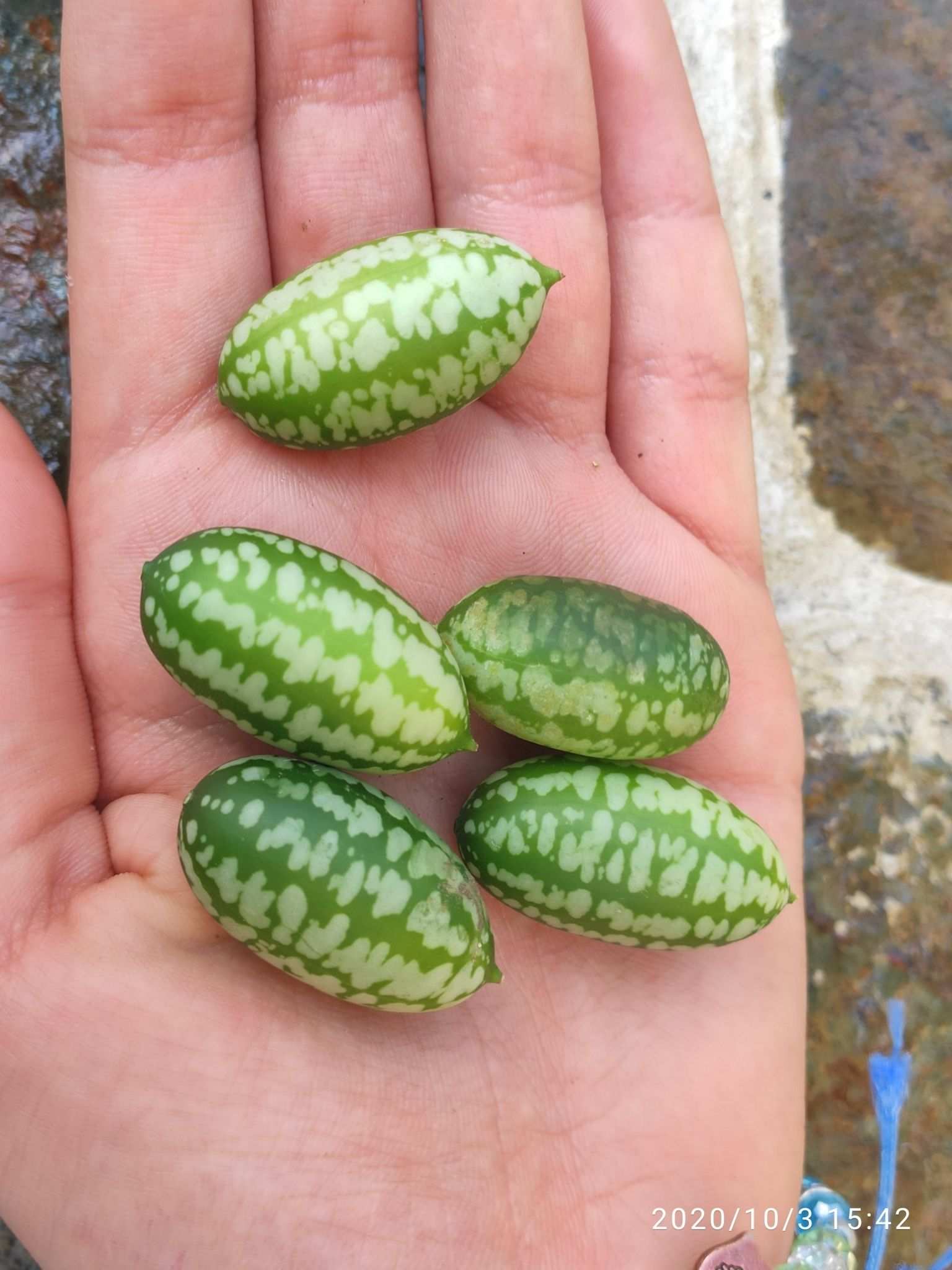 Melothria scabra