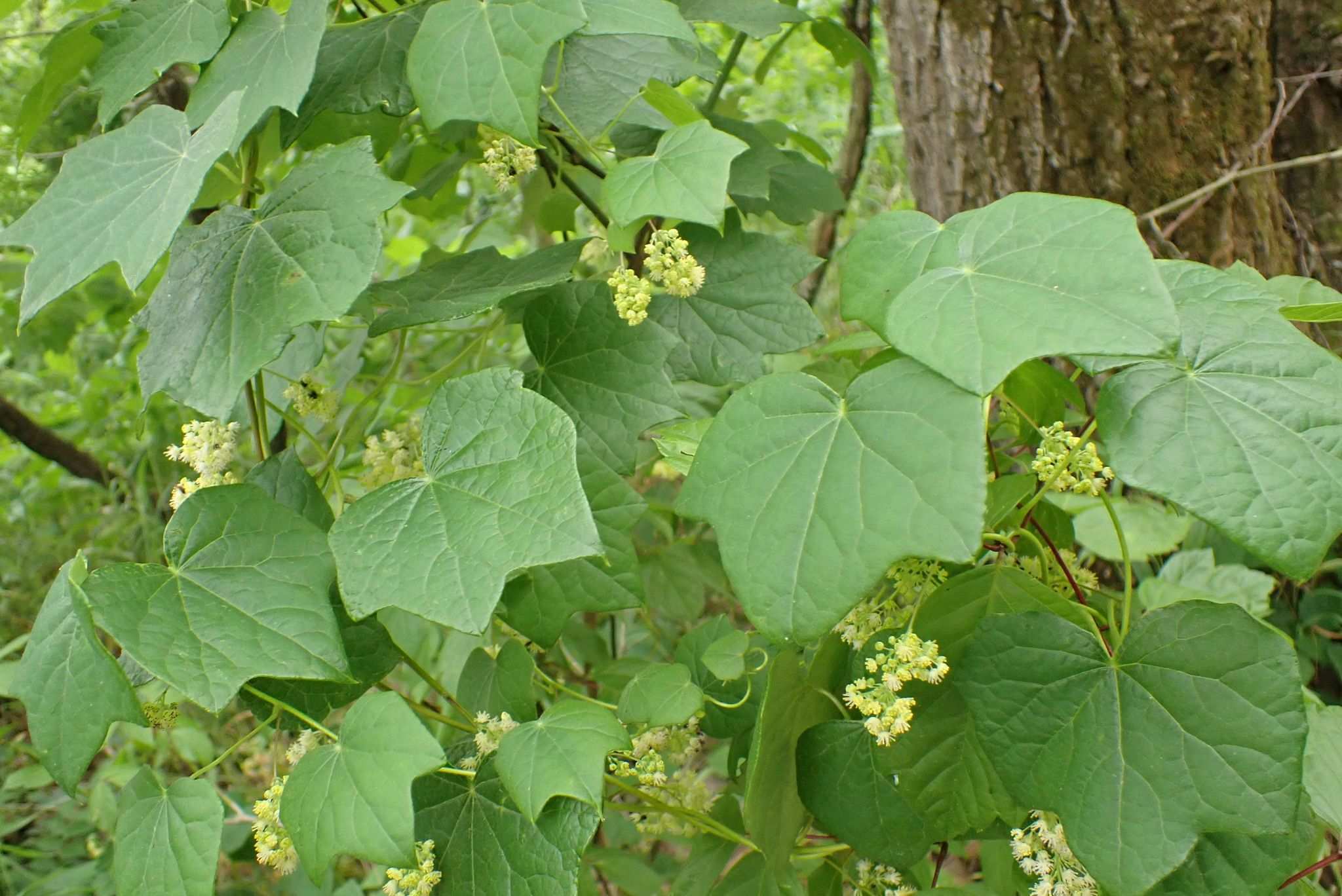Menispermum canadense