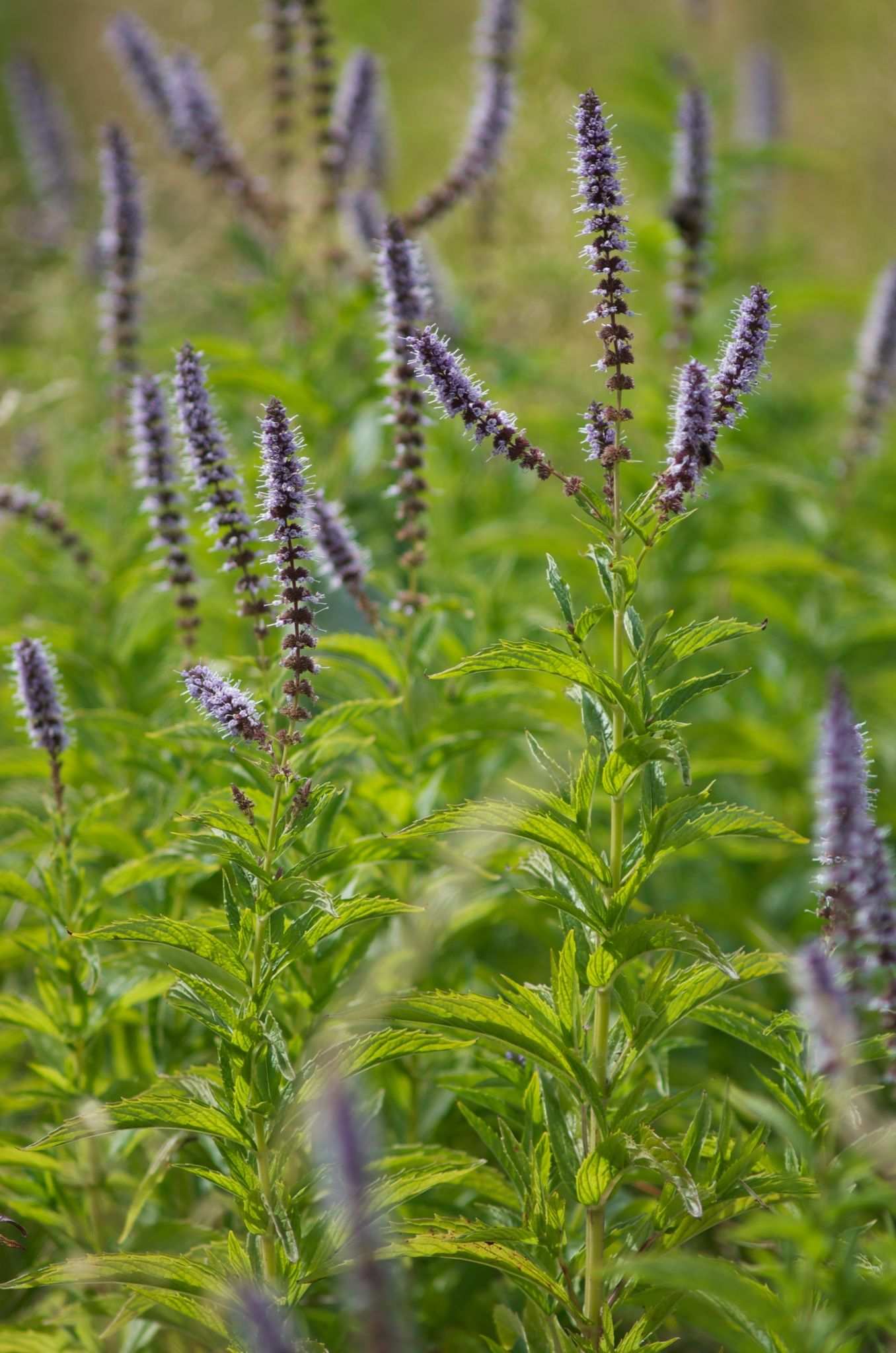 Mentha