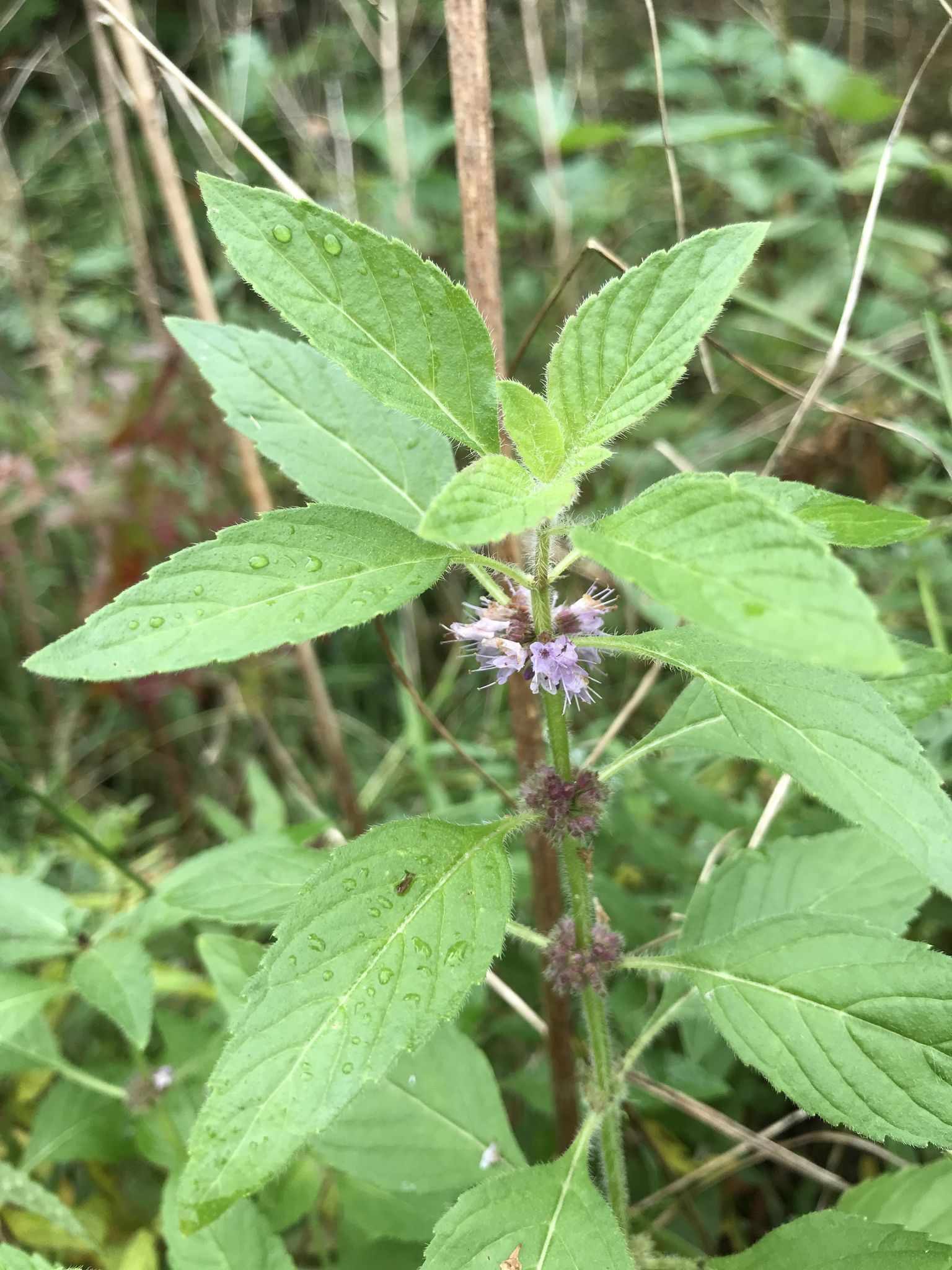 Mentha arvensis
