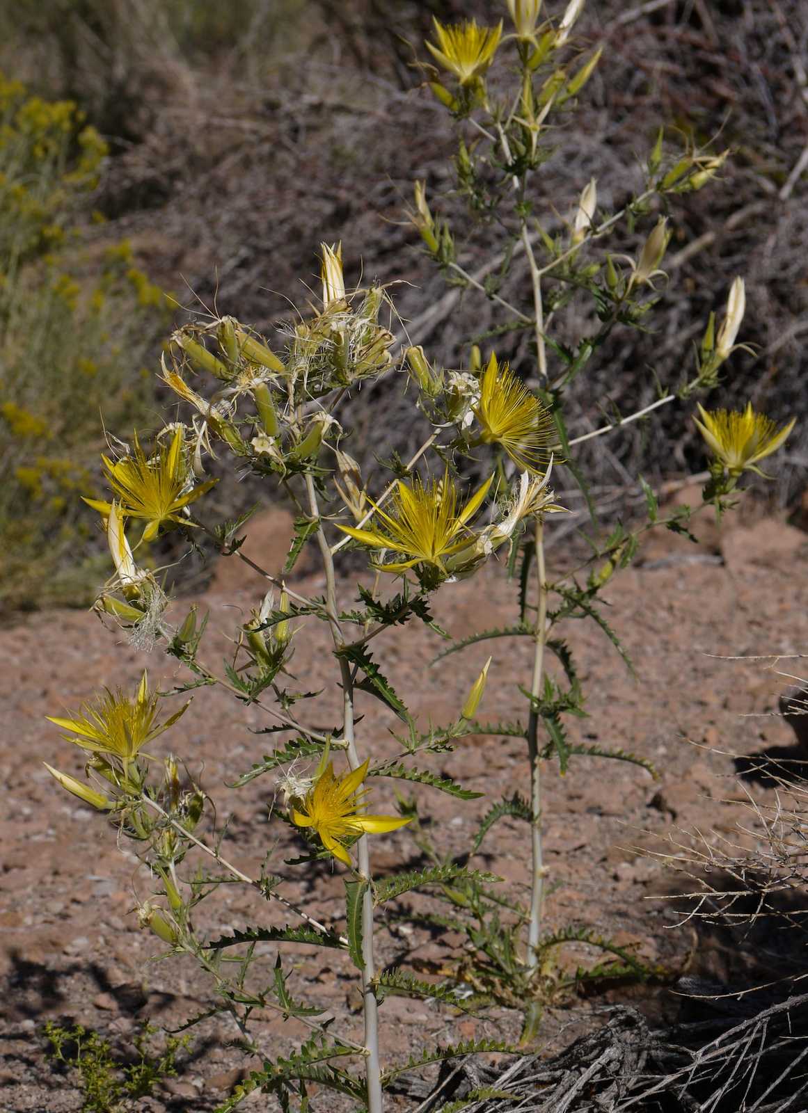 Mentzelia laevicaulis