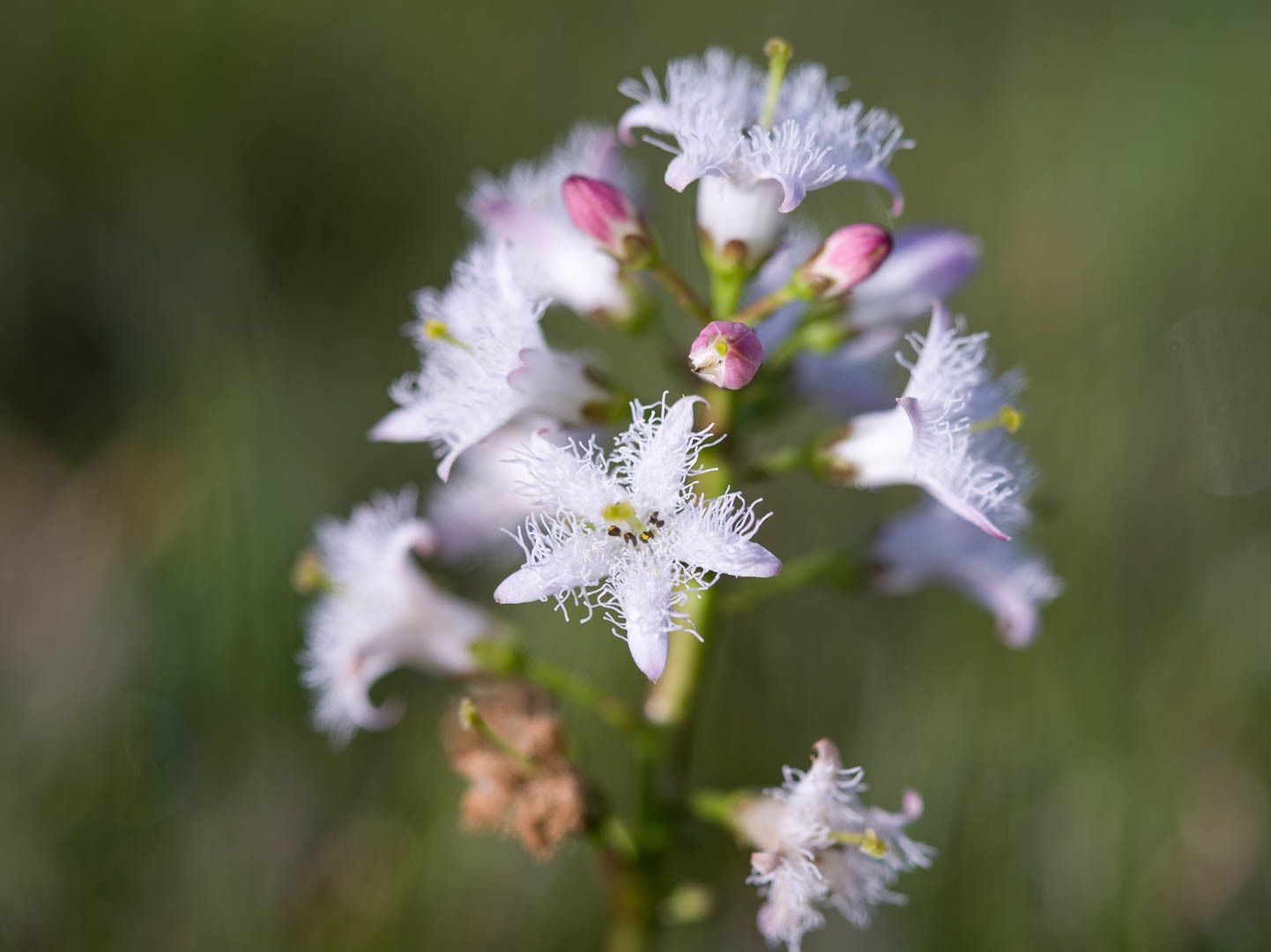 Menyanthes trifoliata