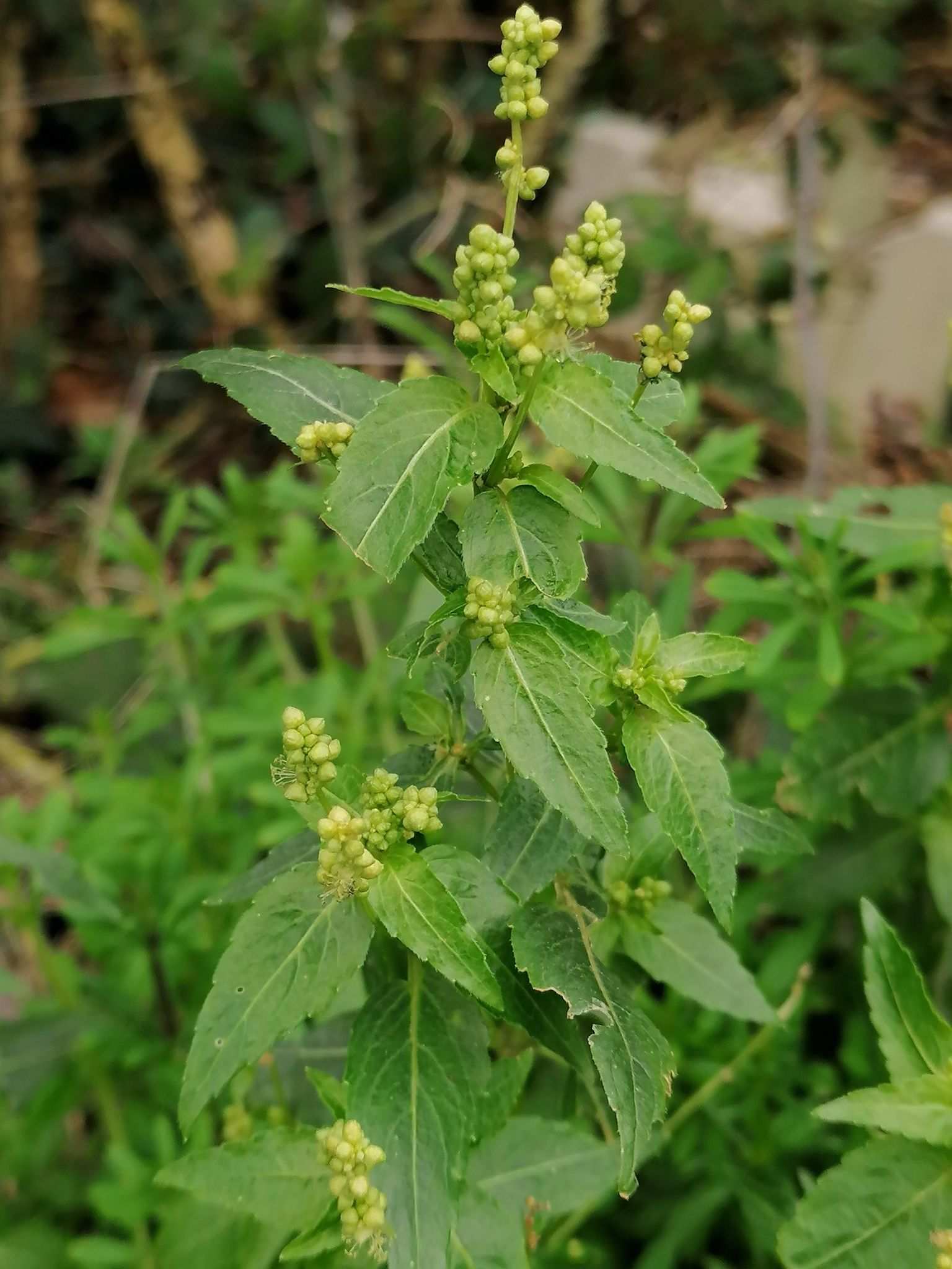 Mercurialis annua