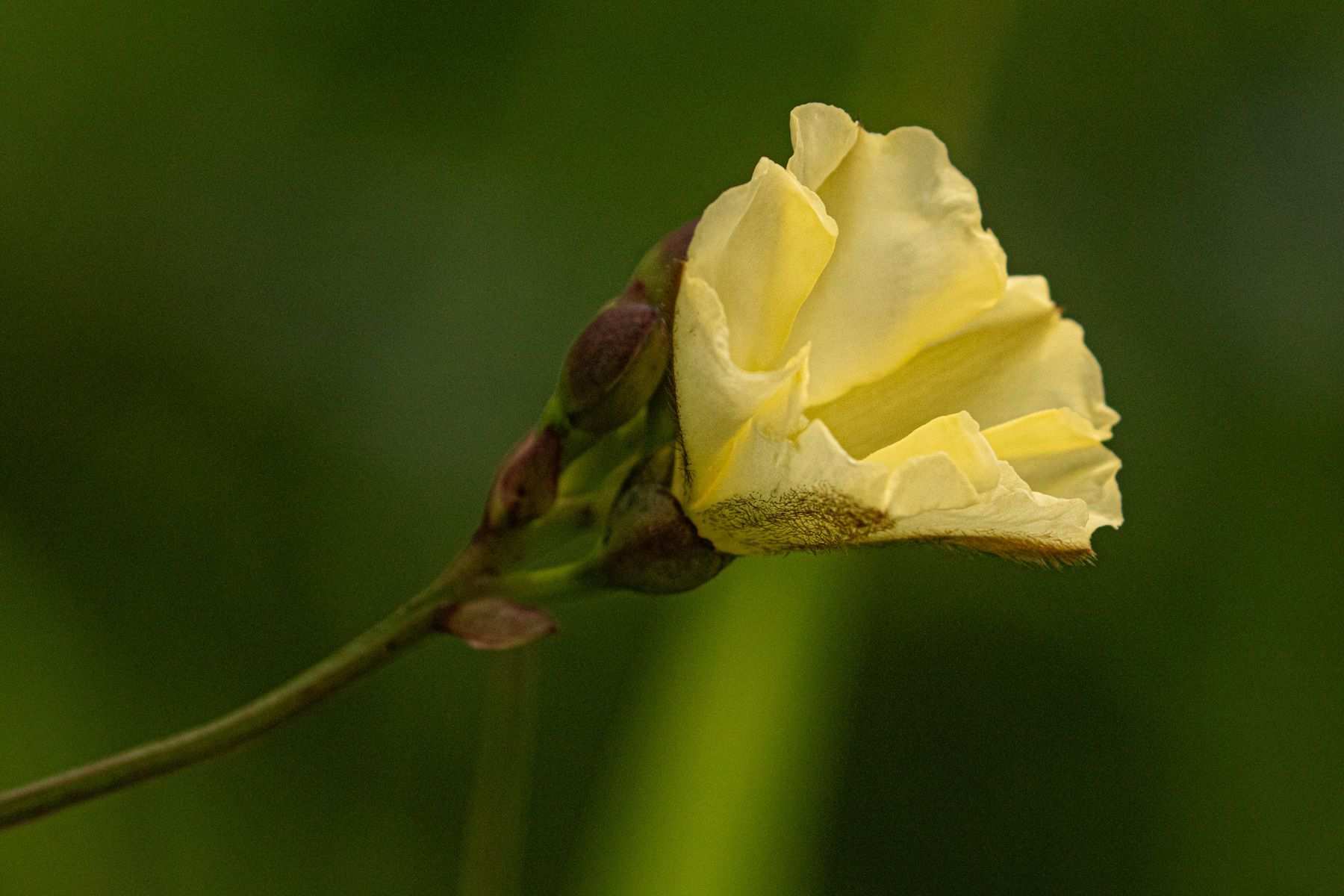 Merremia sp.