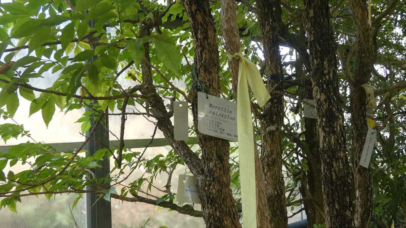 Merrillia caloxylon