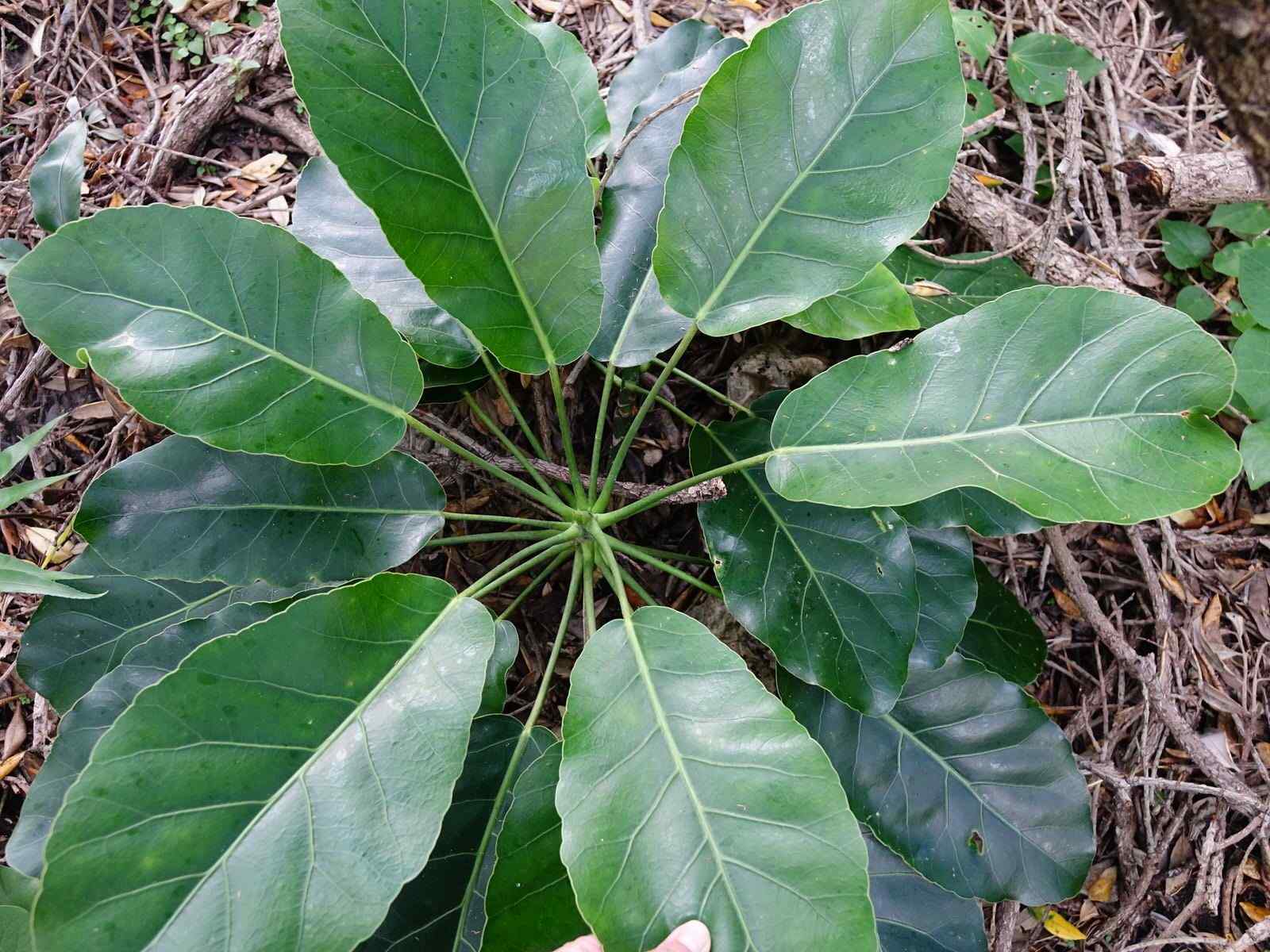 Meryta sinclairii