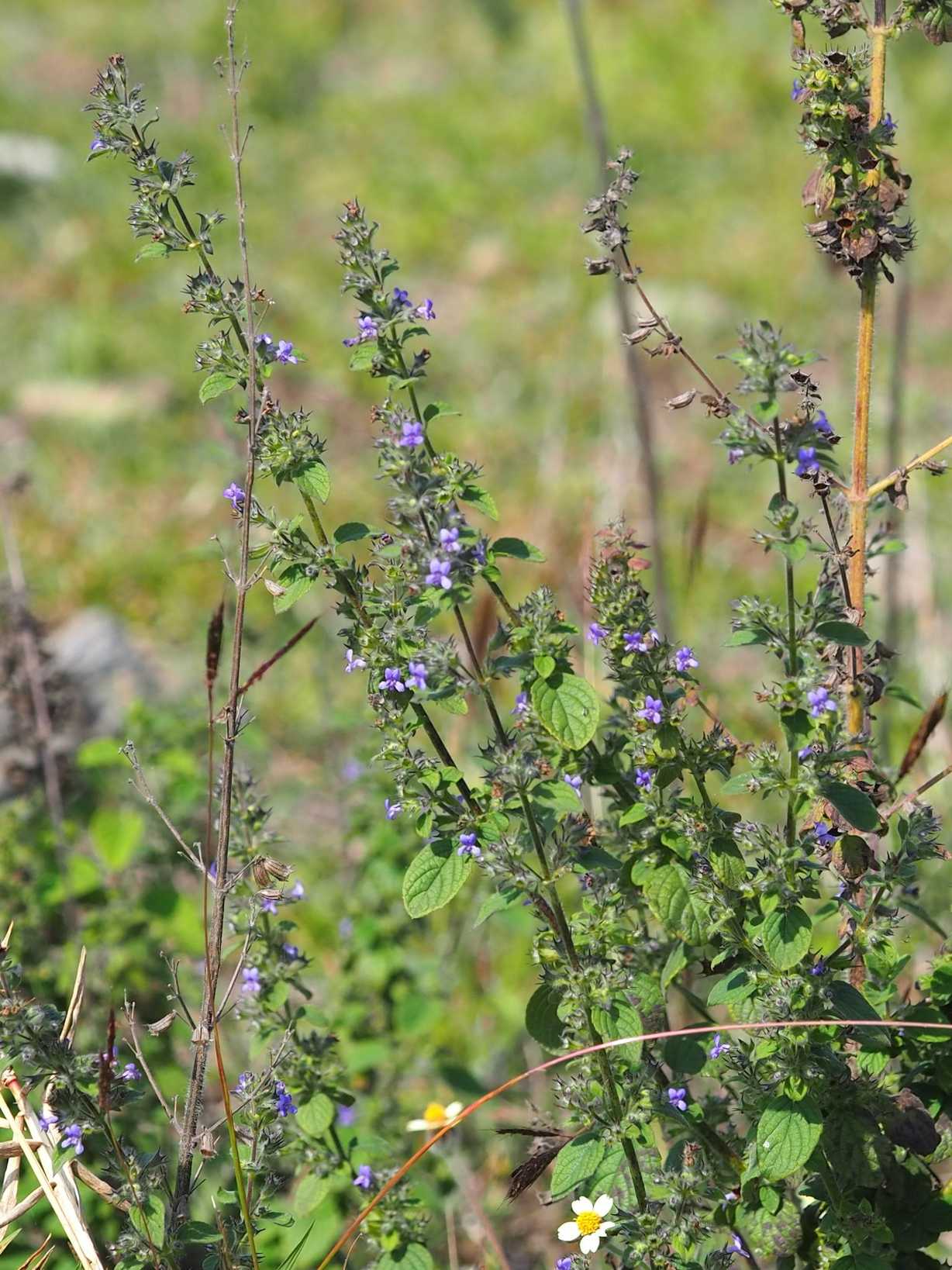 Mesosphaerum suaveolens