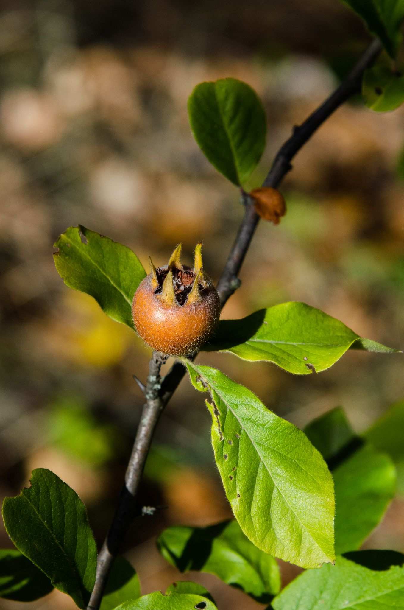 Mespilus germanica
