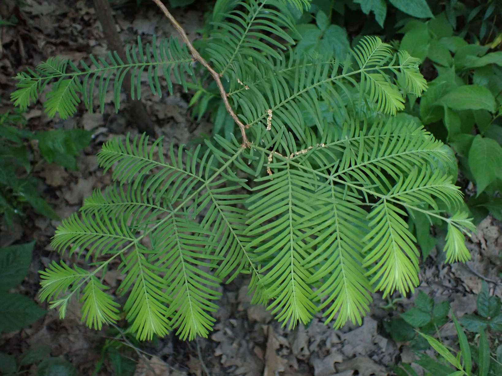 Metasequoia glyptostroboides