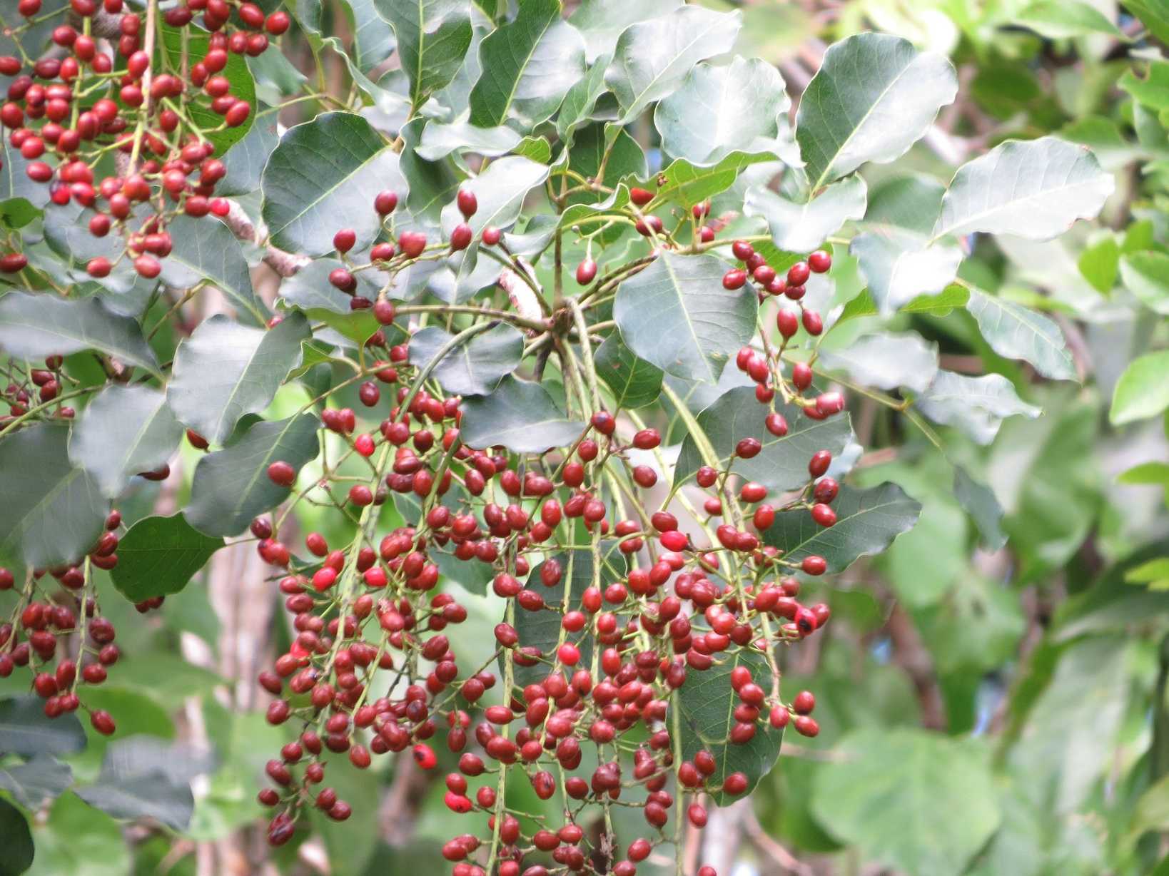 Metopium brownei