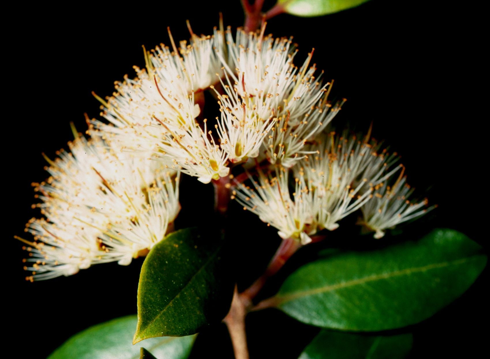 Metrosideros bartlettii